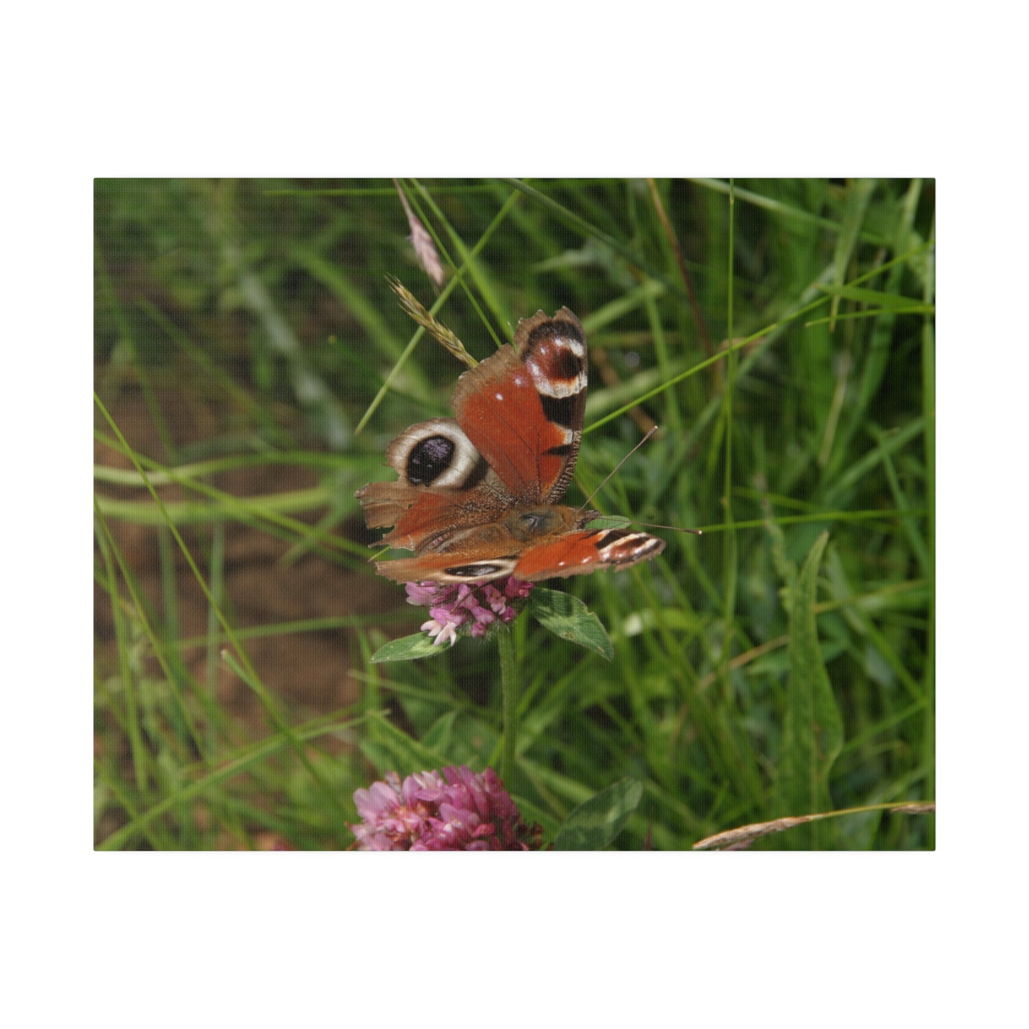 Peacock Butterfly On A Flower Canvas - The Trio Synergize Group