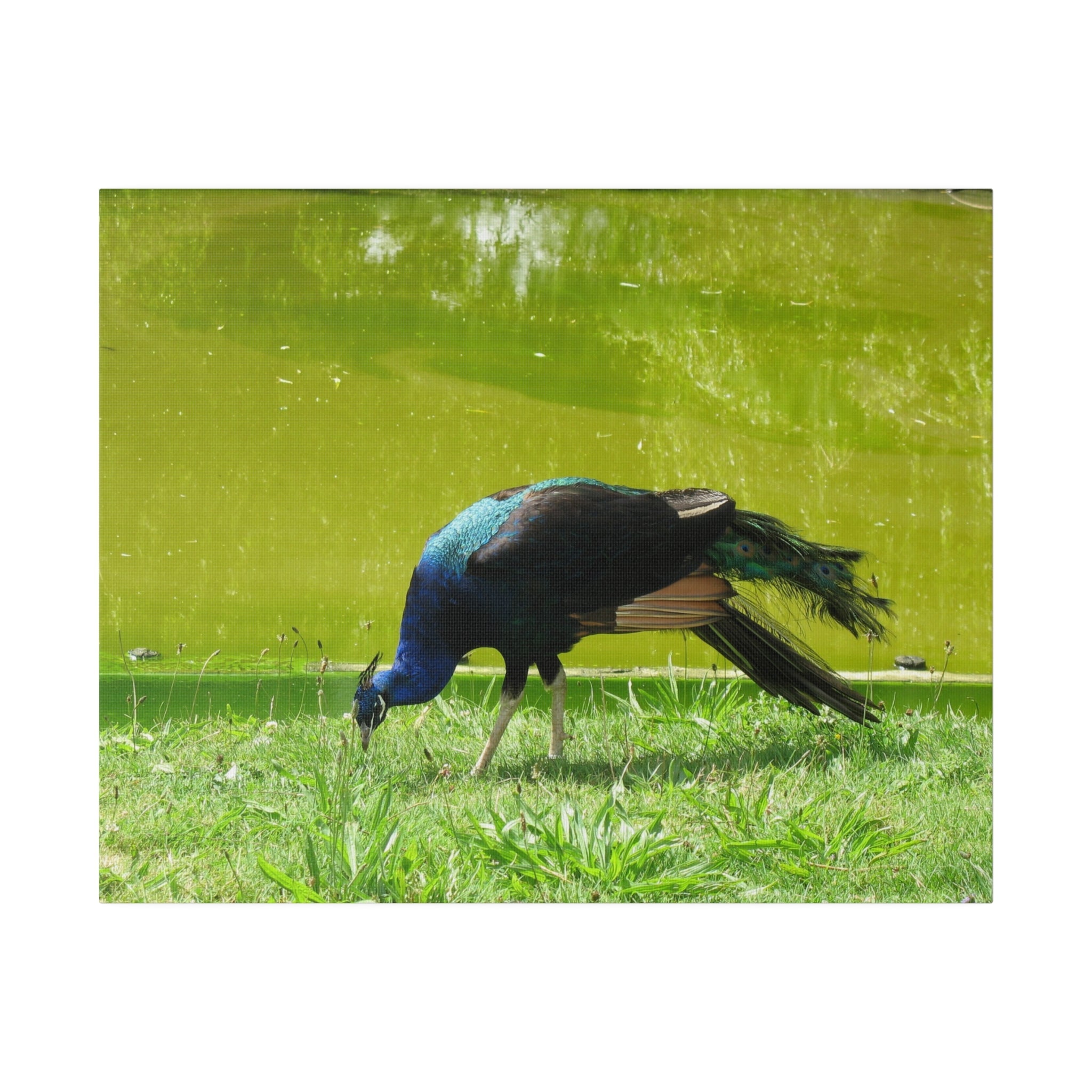 Peacock Facing Left With Lush Green Surroundings Canvas - The Trio Synergize Group