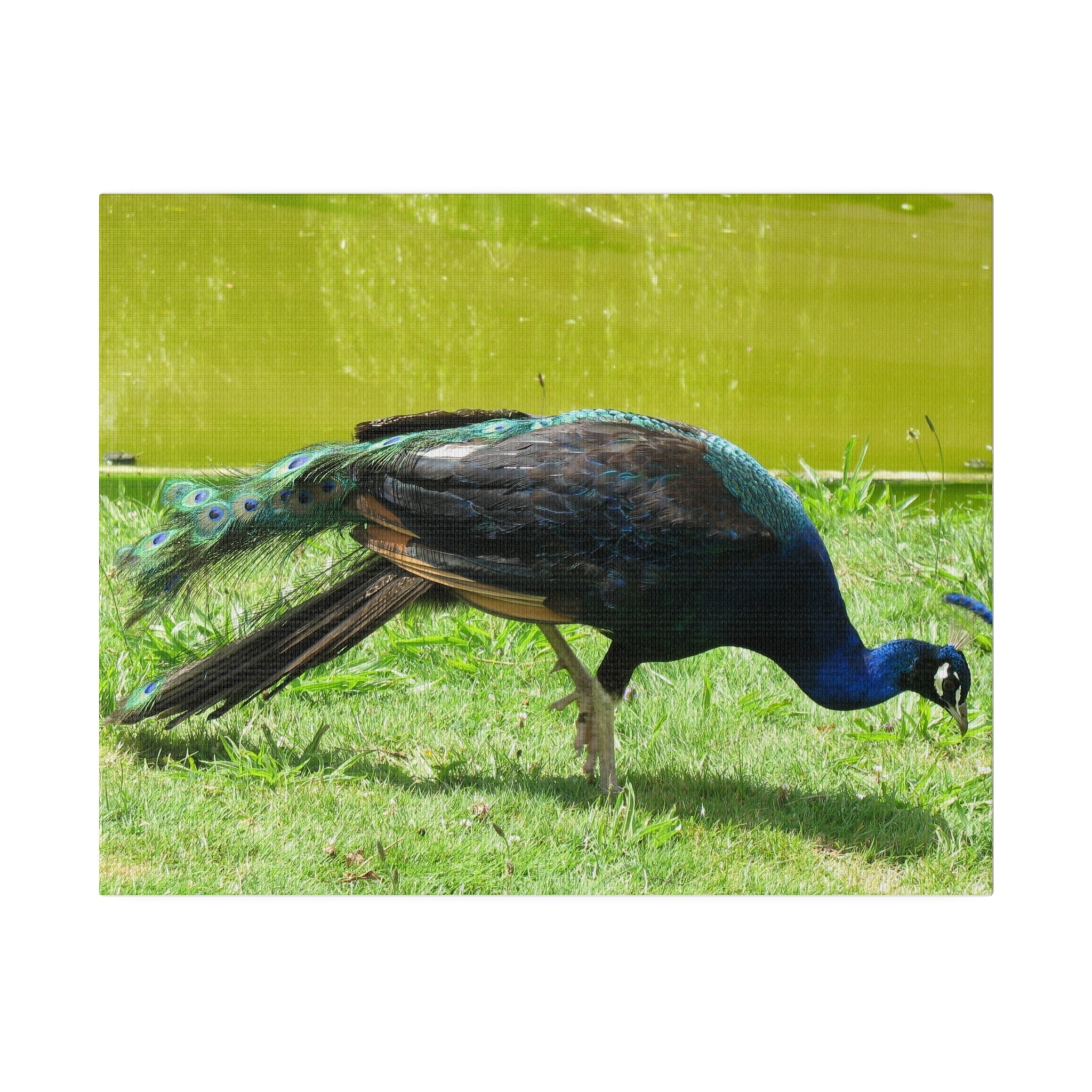 Peacock Close Up With Lush Green Surroundings Canvas - The Trio Synergize Group