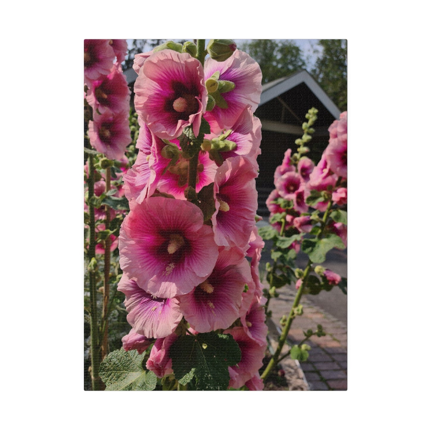Pink Hollyhock, Matte Canvas, Stretched, 0.75" - The Trio Synergize Group