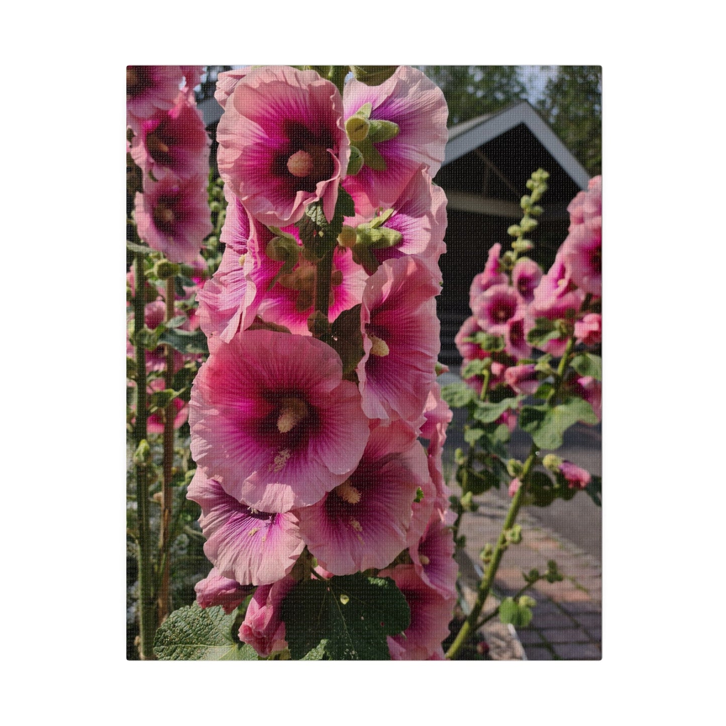 Pink Hollyhock, Matte Canvas, Stretched, 0.75" - The Trio Synergize Group