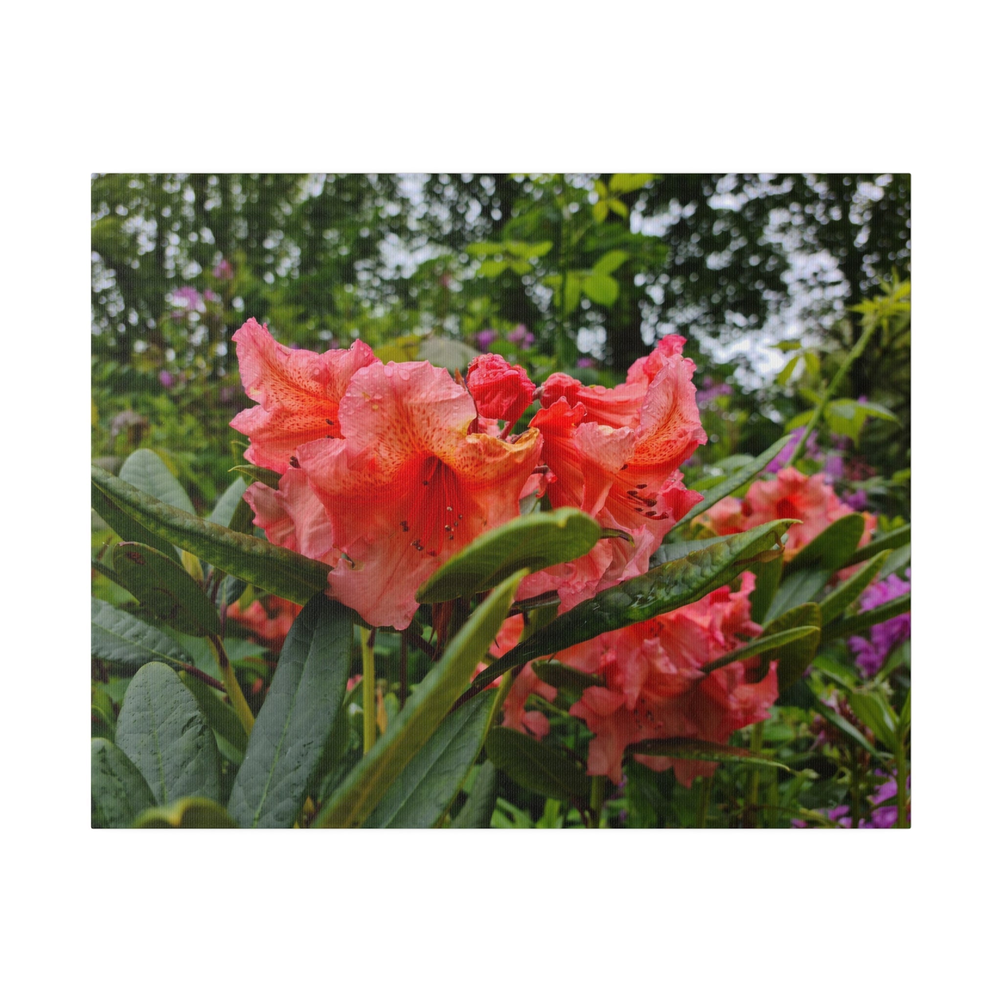 Cluster Of Pink Rhododendron With Blurred Background Canvas - The Trio Synergize Group