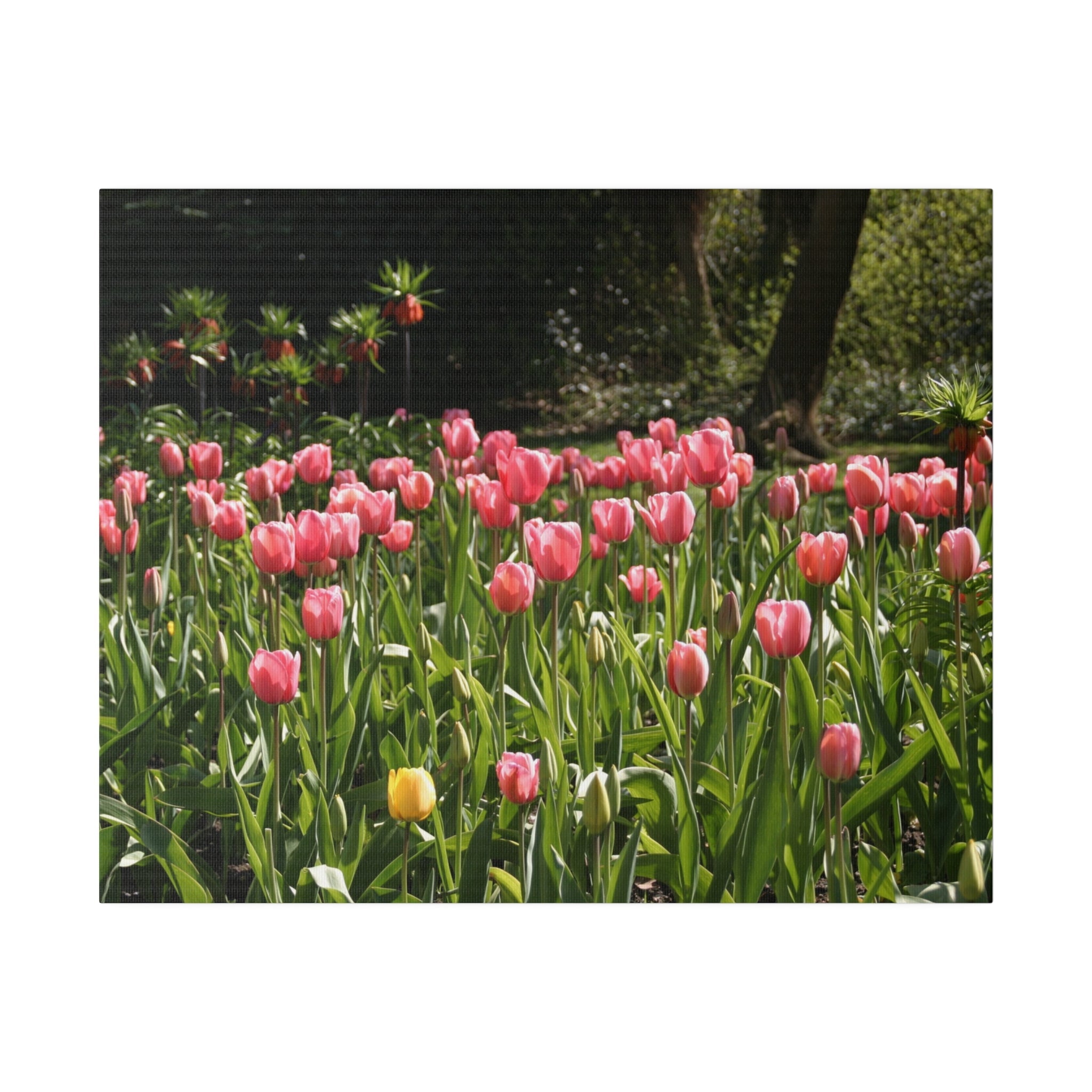 Cluster Of Pink Tulips Canvas Print - The Trio Synergize Group