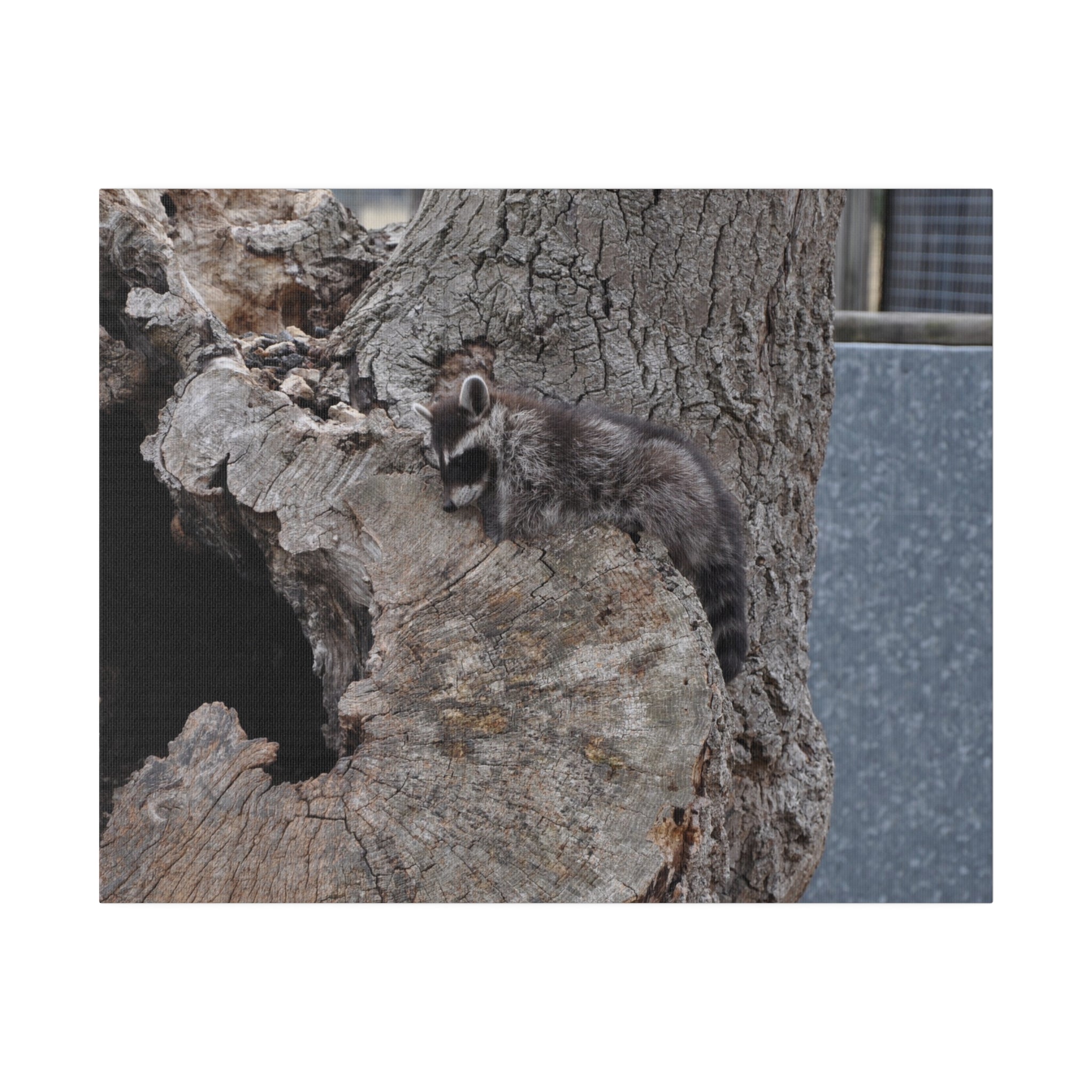 Raccoon Sleeping On A Tree Stump Canvas - The Trio Synergize Group