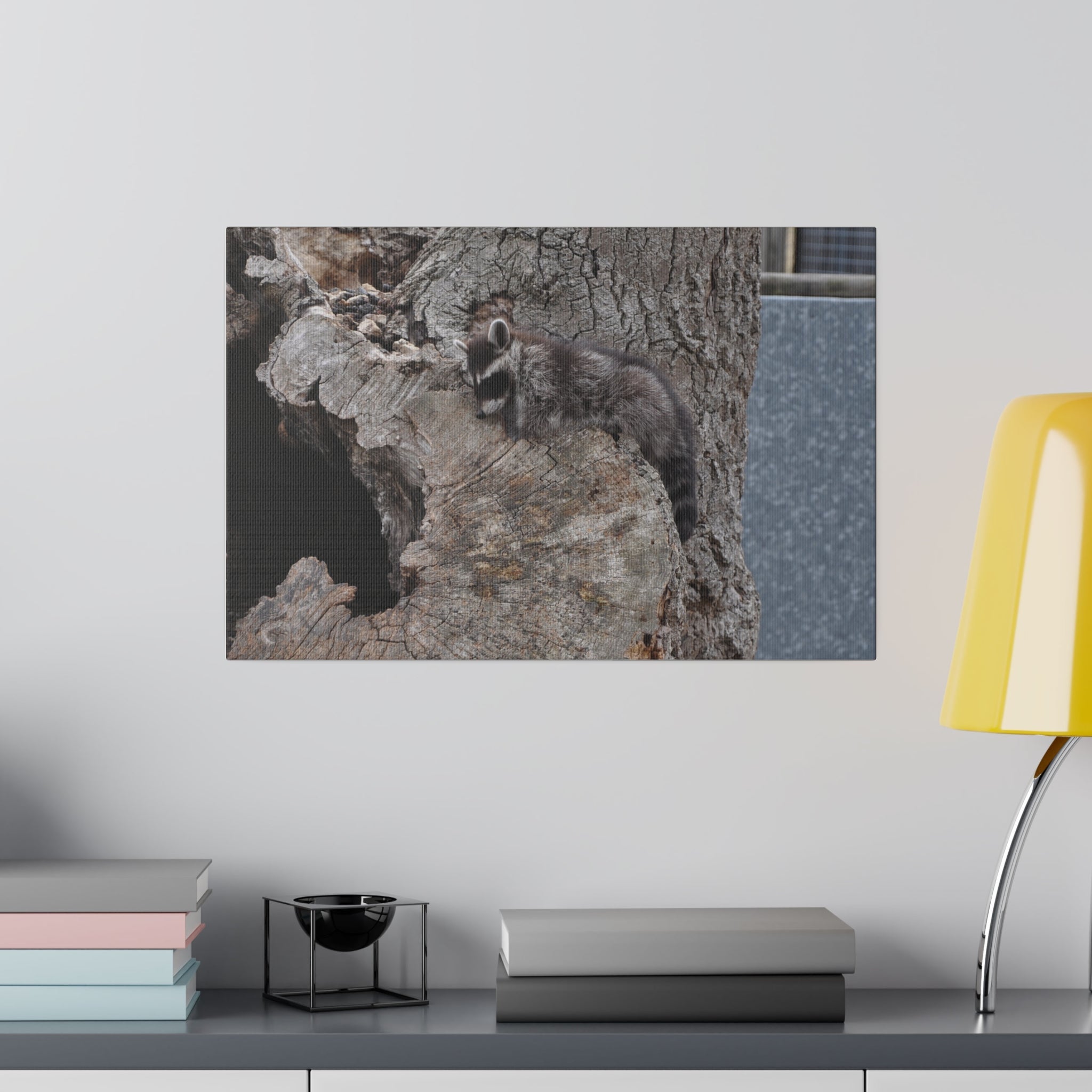 Raccoon Sleeping On A Tree Stump Canvas - The Trio Synergize Group
