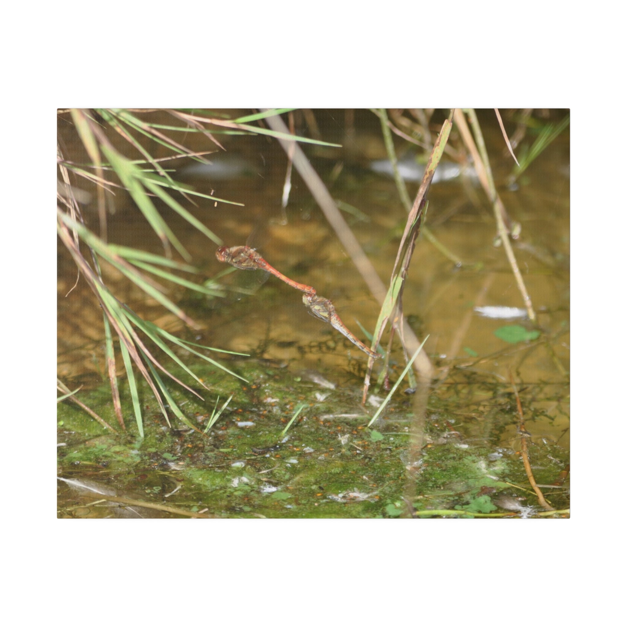 Red Dragonflies Mating Above Water Canvas - The Trio Synergize Group