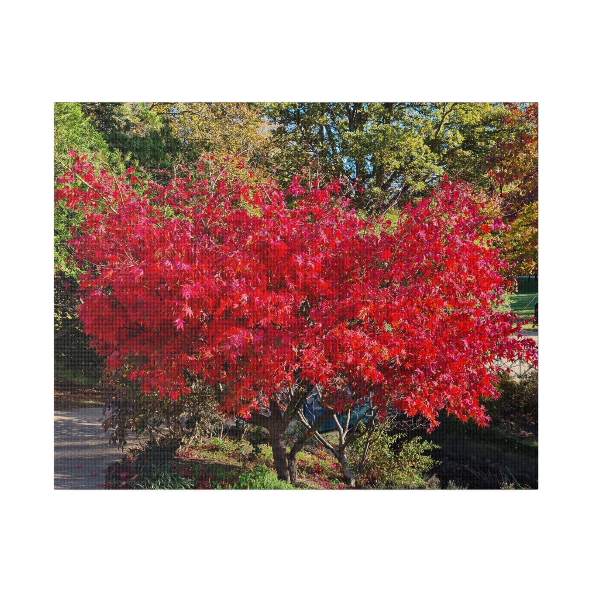 Beautiful Red Tree Leaf's Canvas Print - The Trio Synergize Group