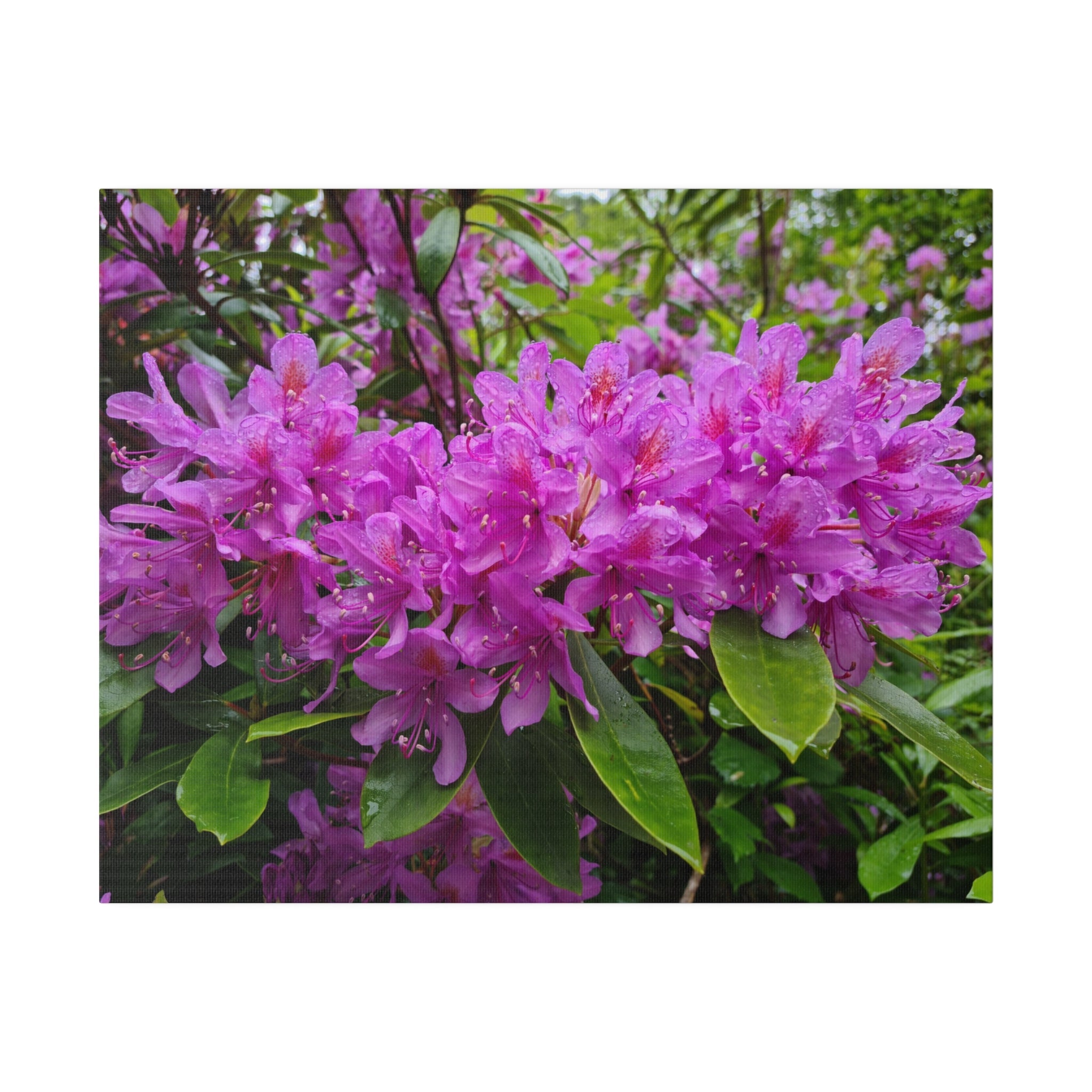 Purple Rhododendron Flowers Up Close Canvas - The Trio Synergize Group