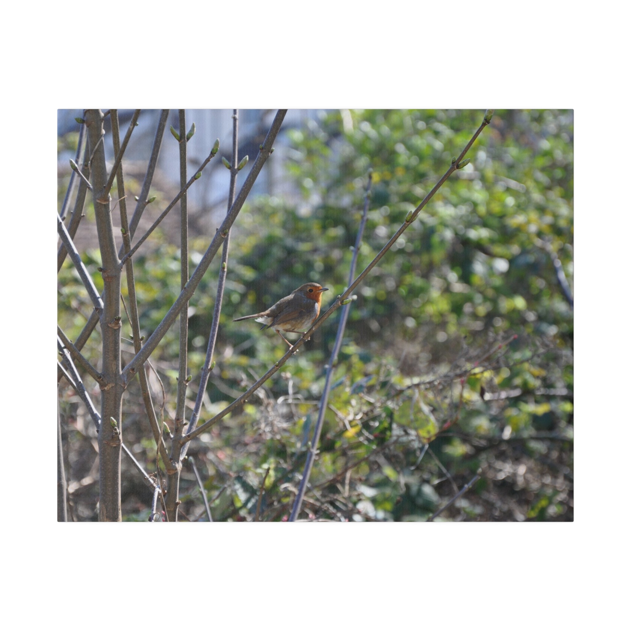 Robin On A Branch Canvas Print - The Trio Synergize Group