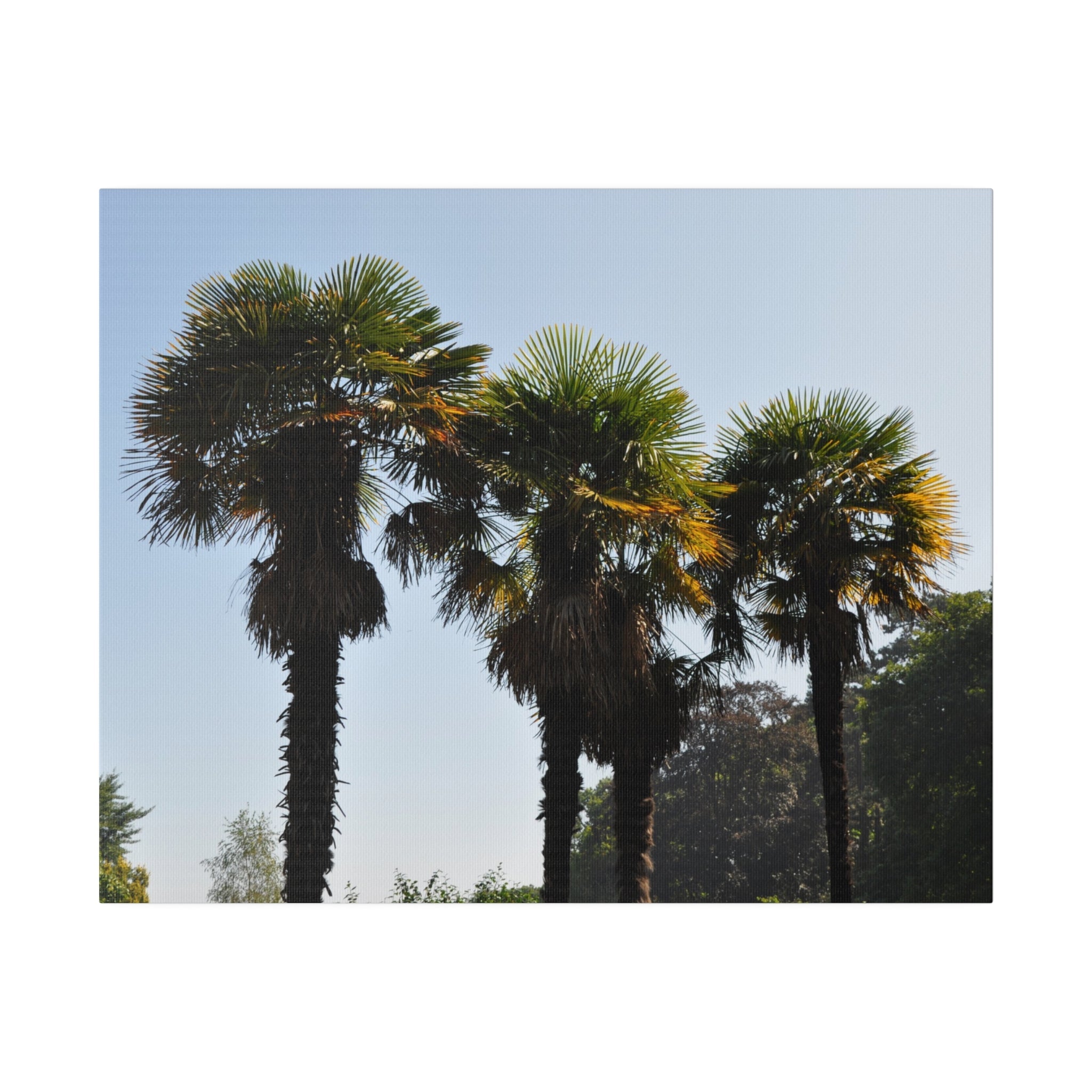 Sabal Palmetto Trees Canvas Print - The Trio Synergize Group
