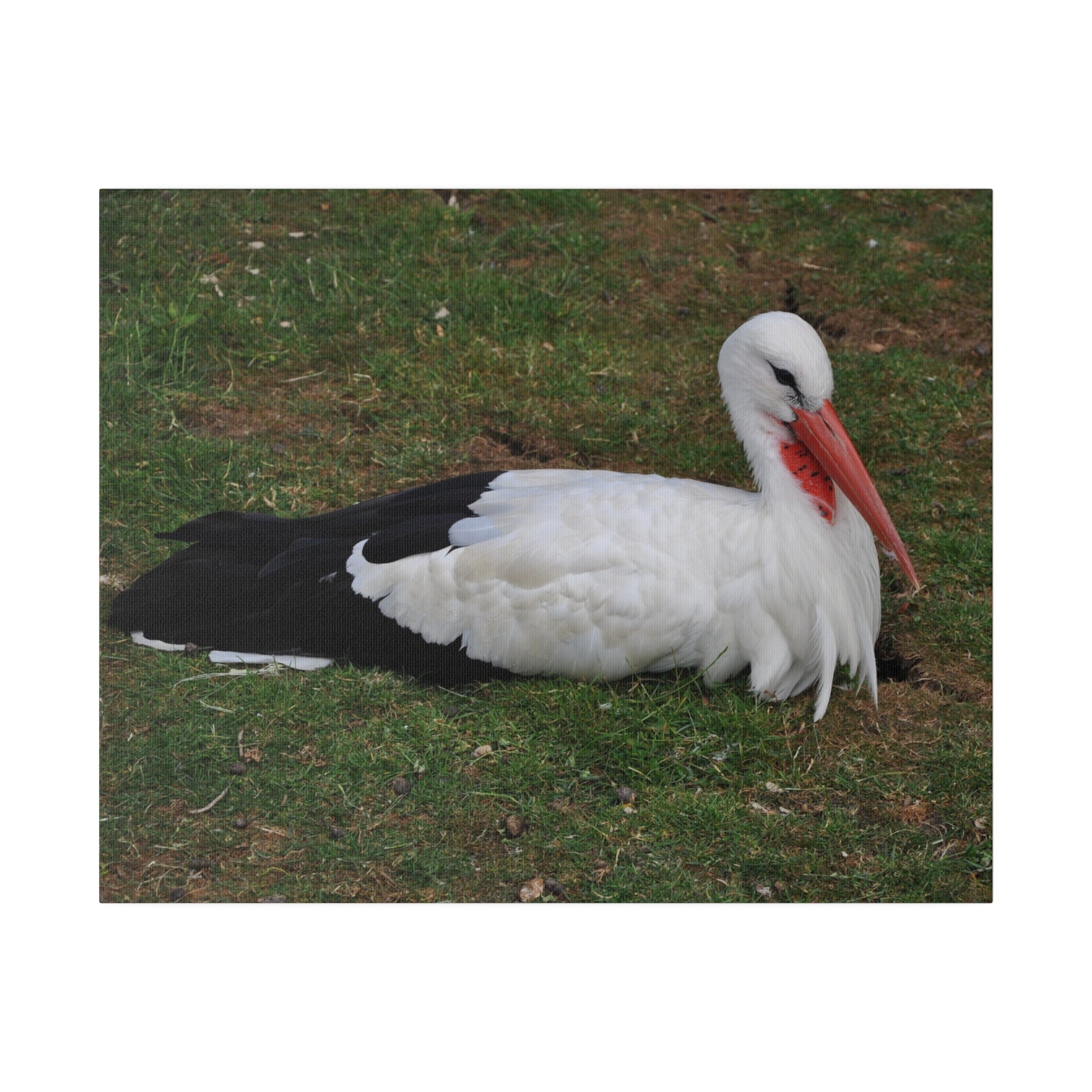 White Stork Laying Down Up Close Canvas - The Trio Synergize Group