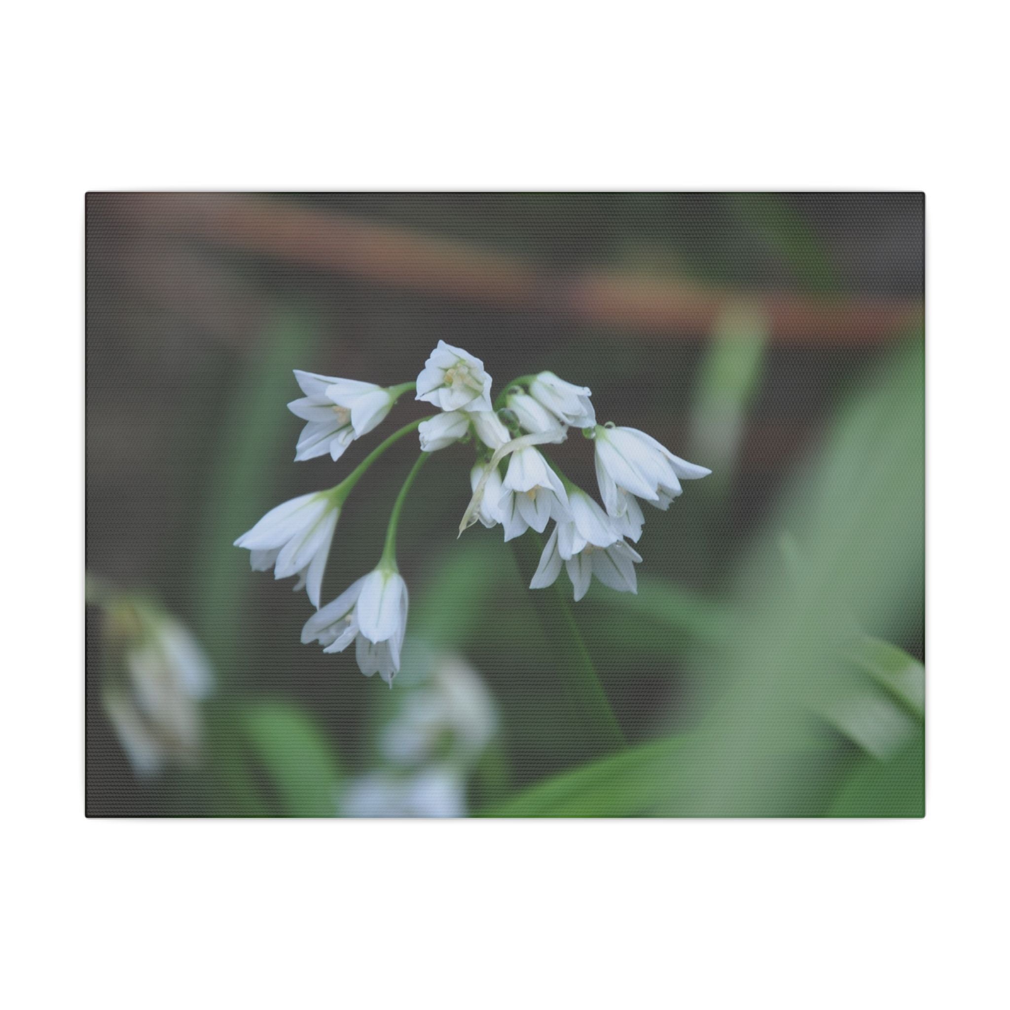 Snow Bells Close Up With Blurred Background Canvas - The Trio Synergize Group