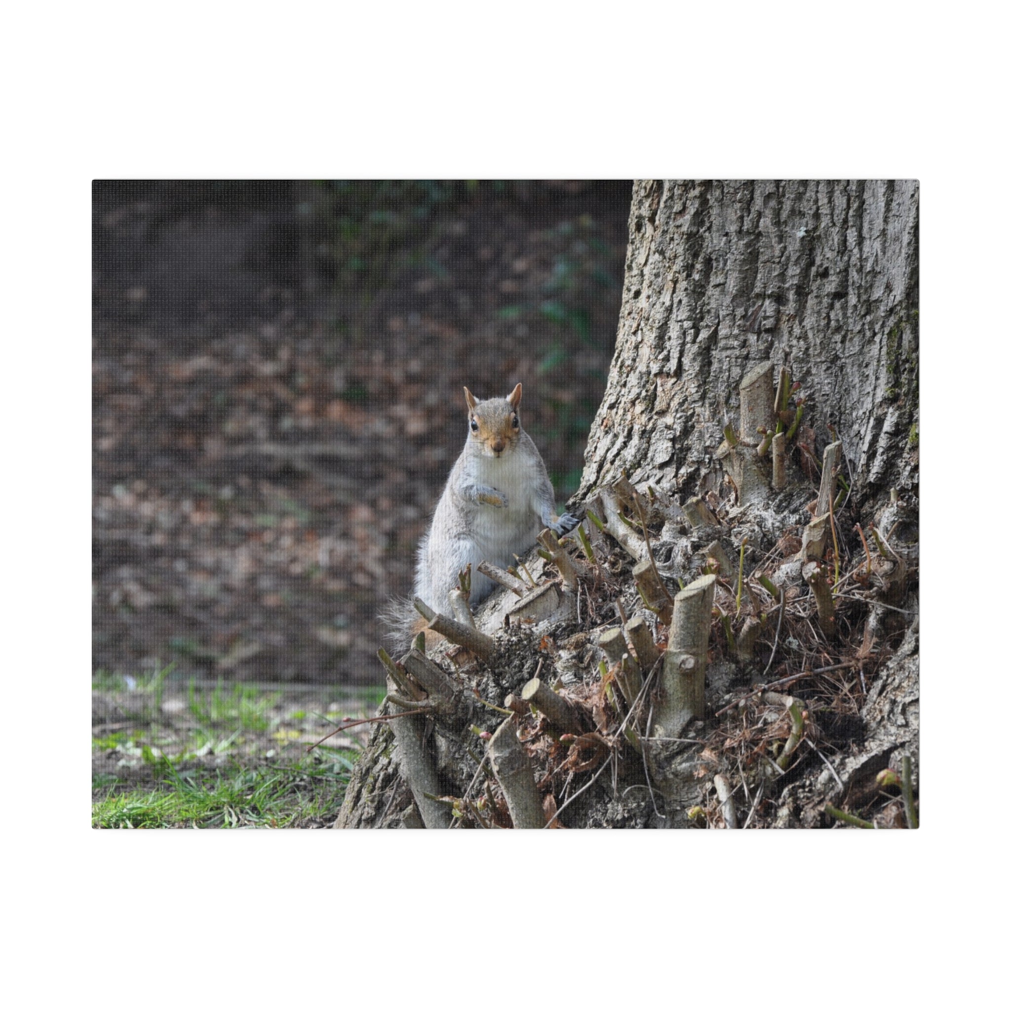 Squirrel Sitting On Tree Stump Canvas - The Trio Synergize Group