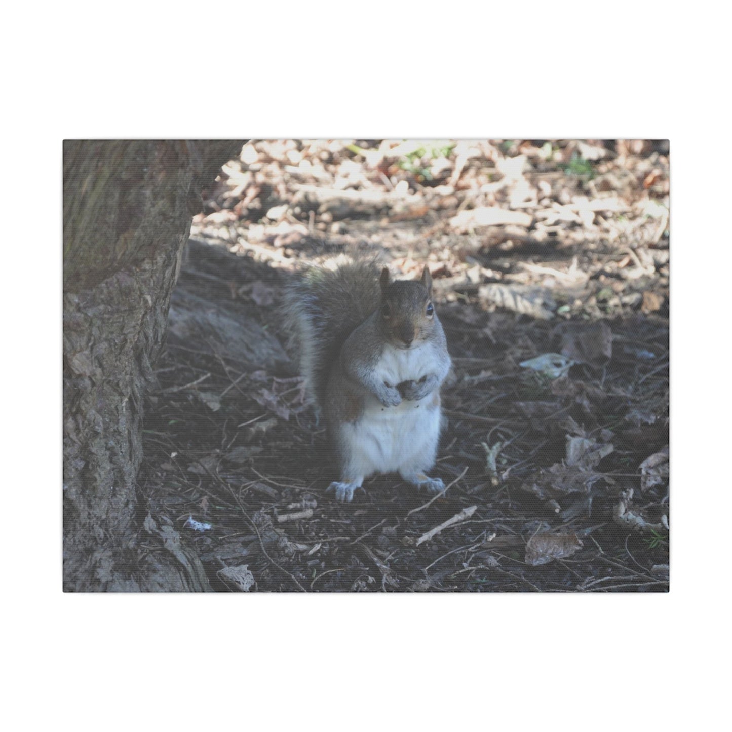 Squirrel Standing Next To A Tree, Holding A Nut Close Up Canvas - The Trio Synergize Group