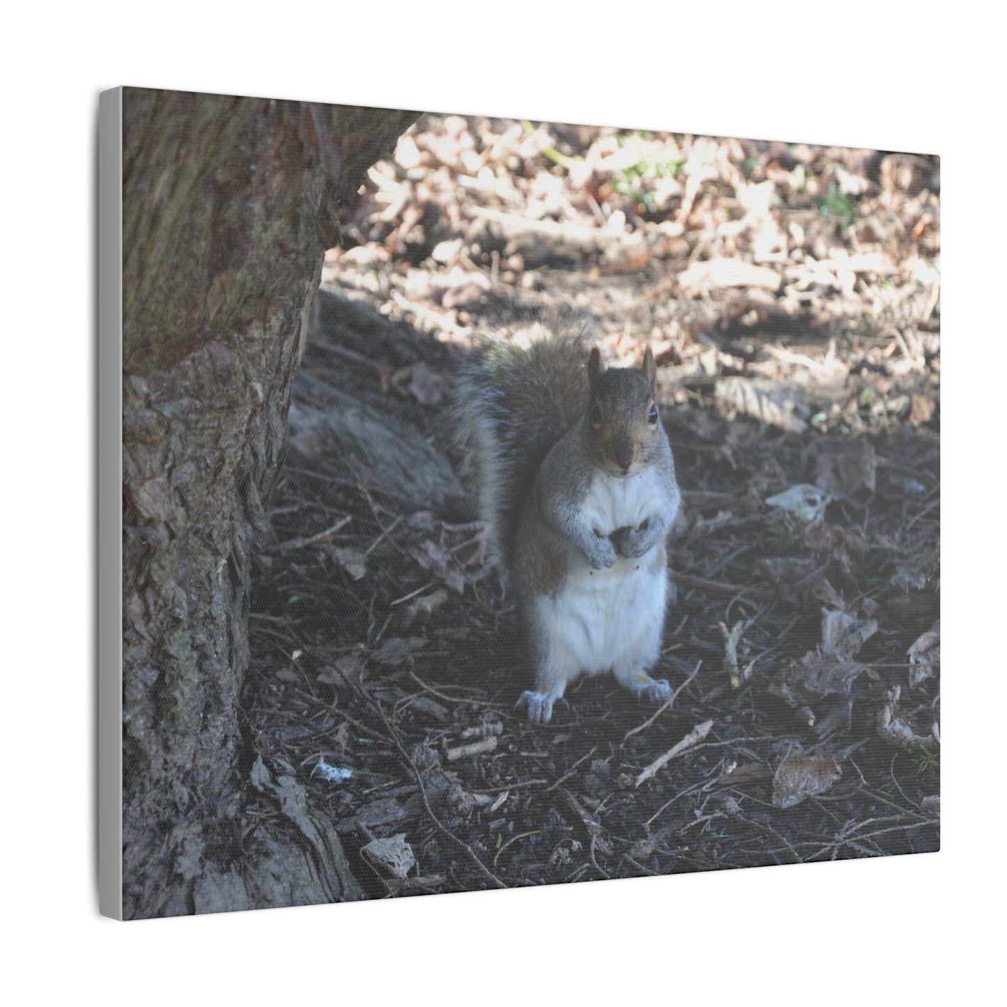 Squirrel Standing Next To A Tree, Holding A Nut Close Up Canvas - The Trio Synergize Group