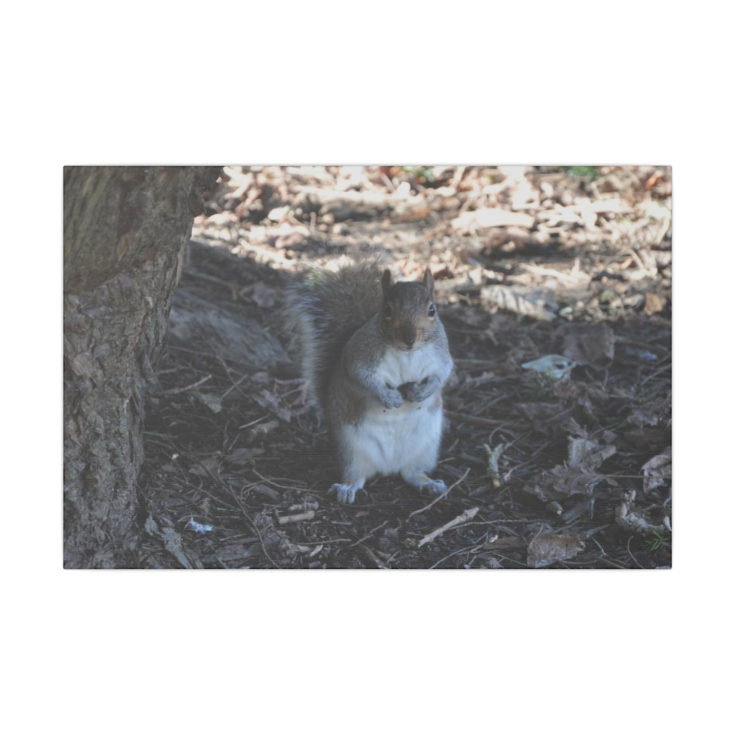 Squirrel Standing Next To A Tree, Holding A Nut Close Up Canvas - The Trio Synergize Group