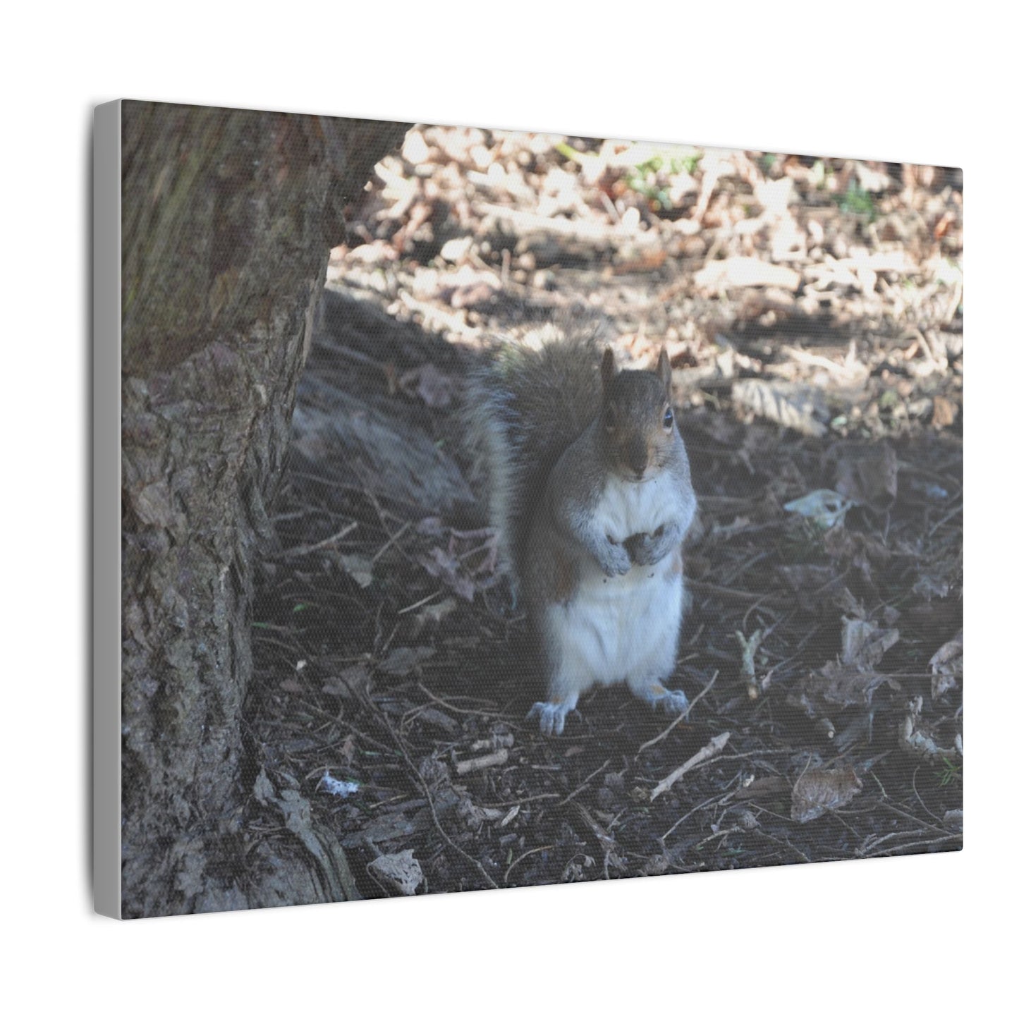 Squirrel Standing Next To A Tree, Holding A Nut Close Up Canvas - The Trio Synergize Group