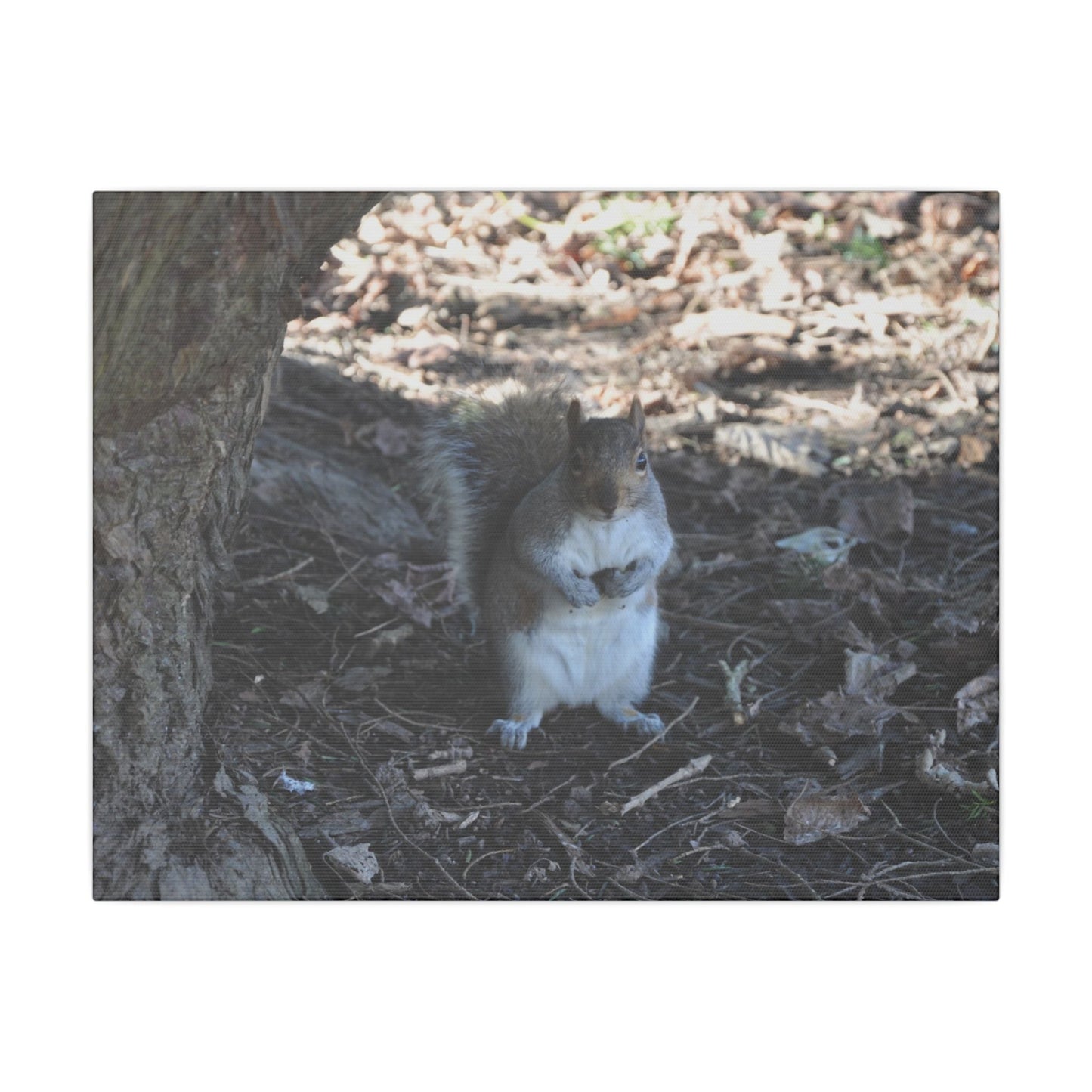Squirrel Standing Next To A Tree, Holding A Nut Close Up Canvas - The Trio Synergize Group