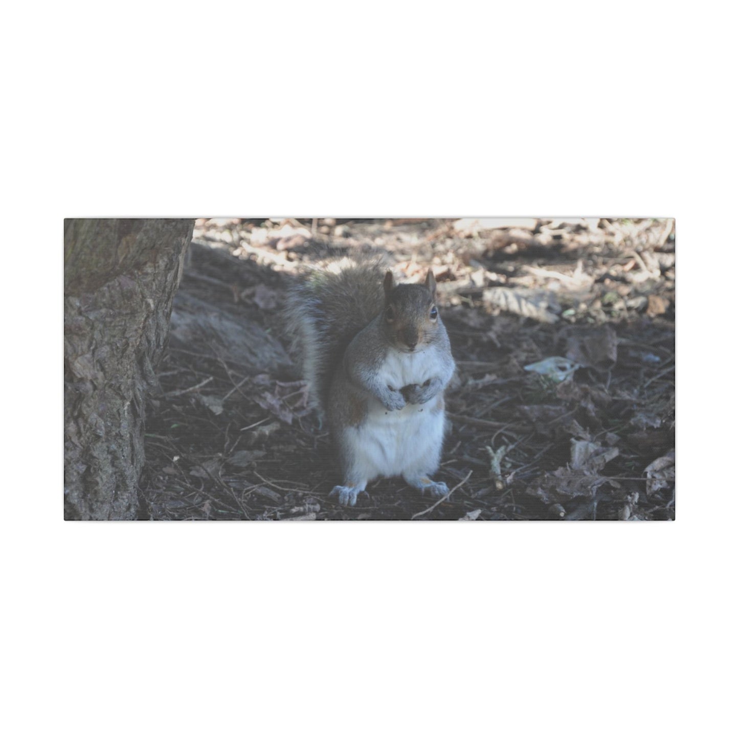 Squirrel Standing Next To A Tree, Holding A Nut Close Up Canvas - The Trio Synergize Group