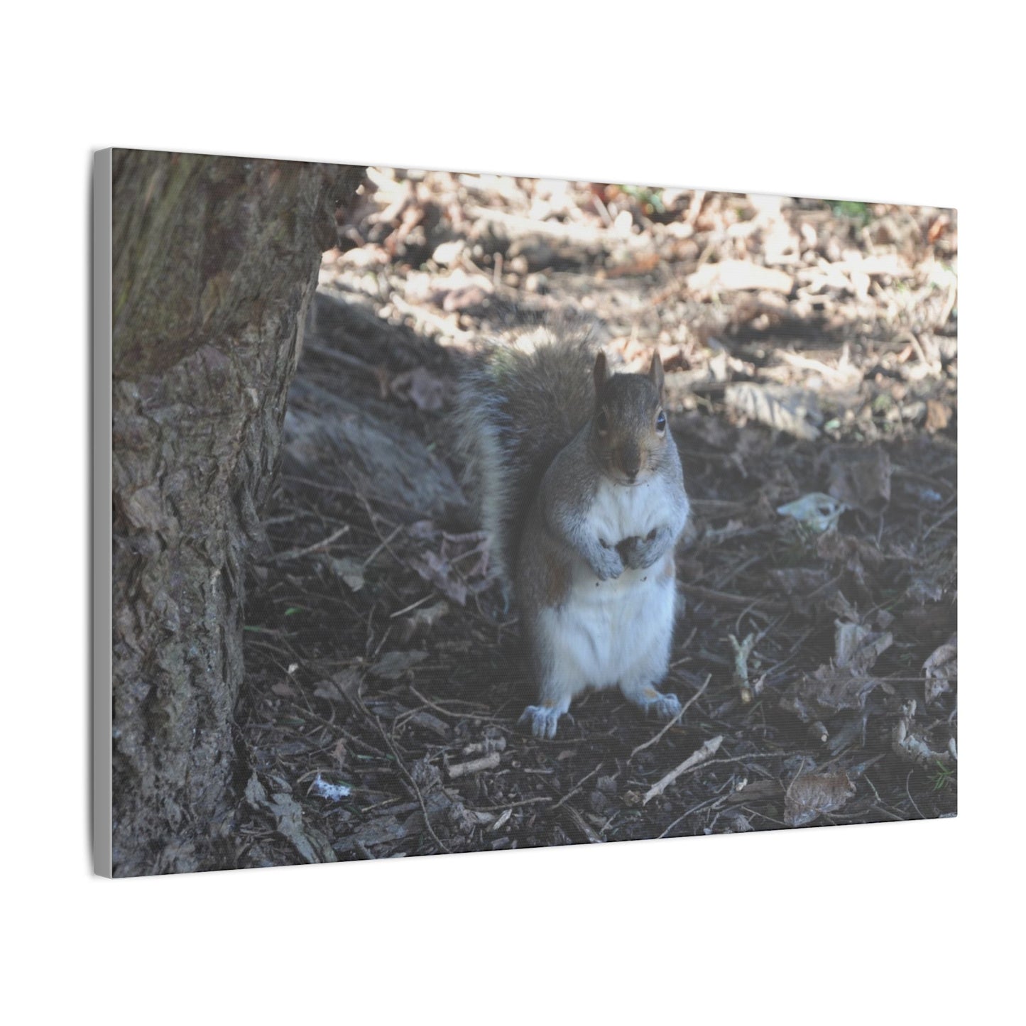 Squirrel Standing Next To A Tree, Holding A Nut Close Up Canvas - The Trio Synergize Group
