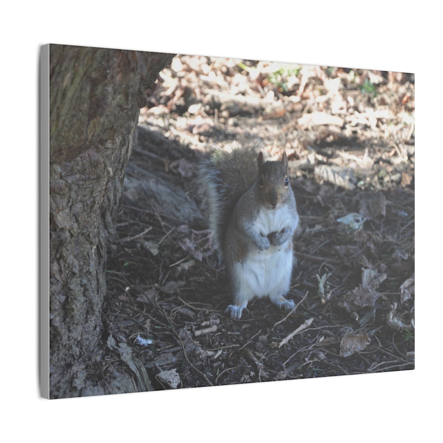 Squirrel Standing Next To A Tree, Holding A Nut Close Up Canvas - The Trio Synergize Group