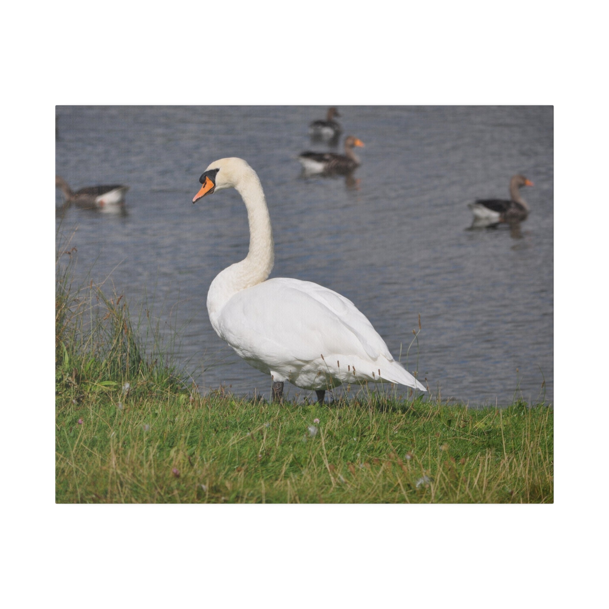 Swan And Greylag Geese On The Water Canvas - The Trio Synergize Group
