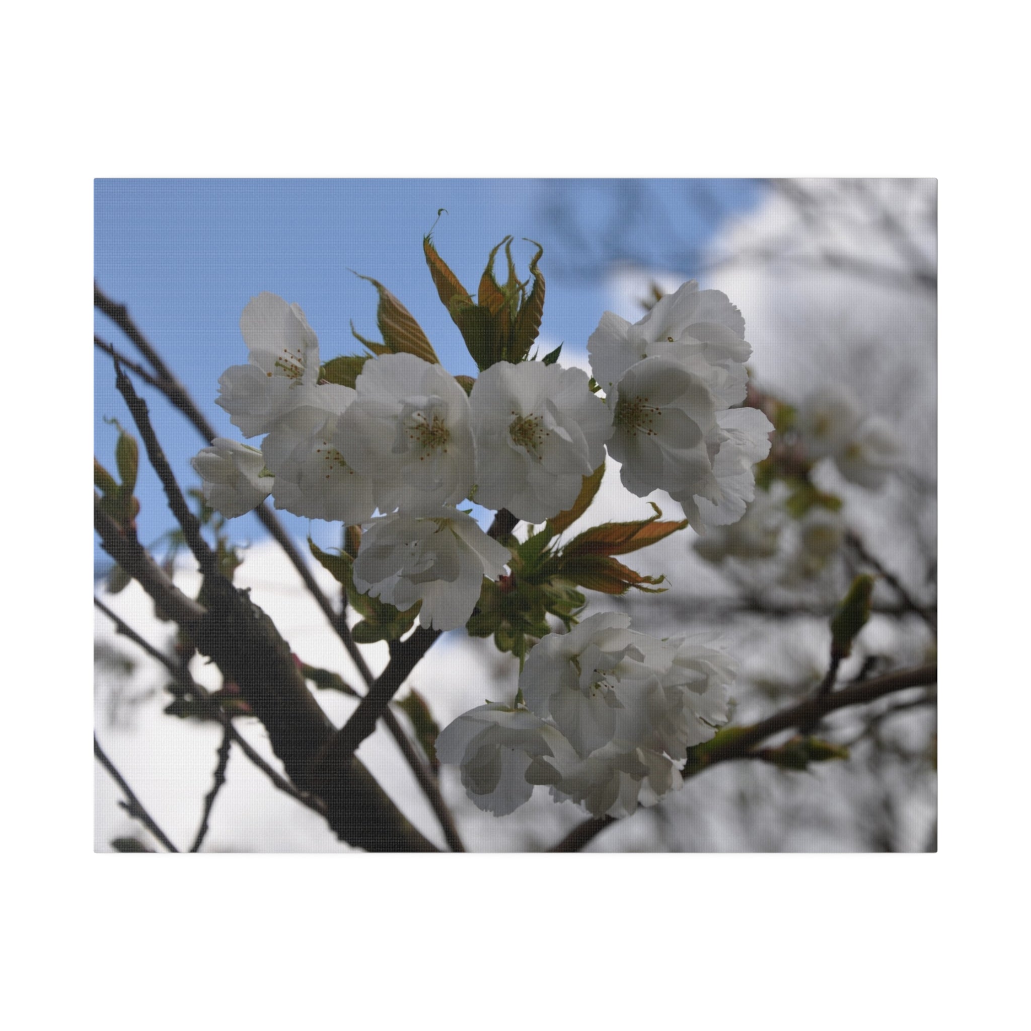 Tree Blossom With Blue Sky And Cloud Canvas - The Trio Synergize Group