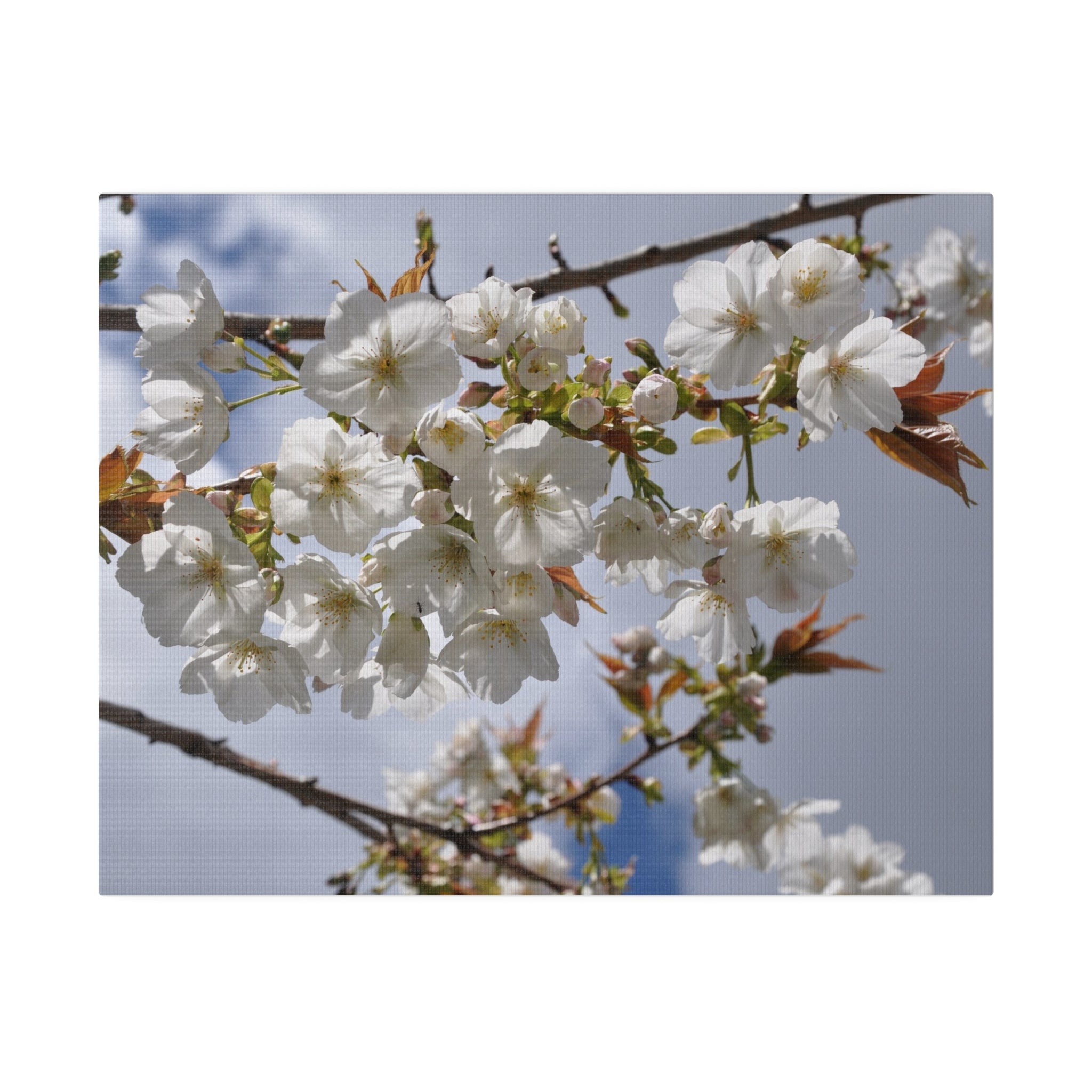 Multiple White Tree Blossom & Clouds Canvas - The Trio Synergize Group