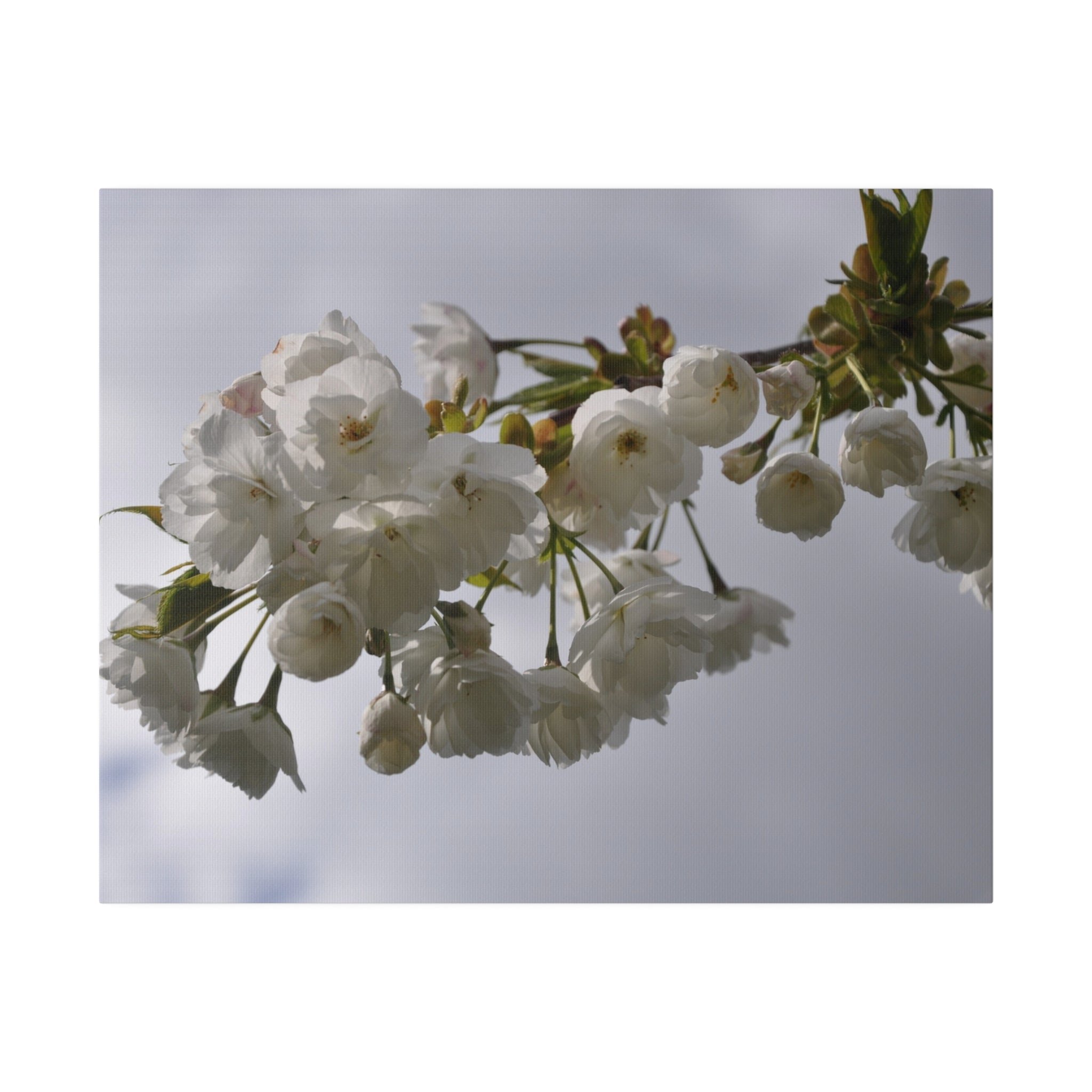 White Tree Blossom Up Close With Cloud Background Canvas - The Trio Synergize Group