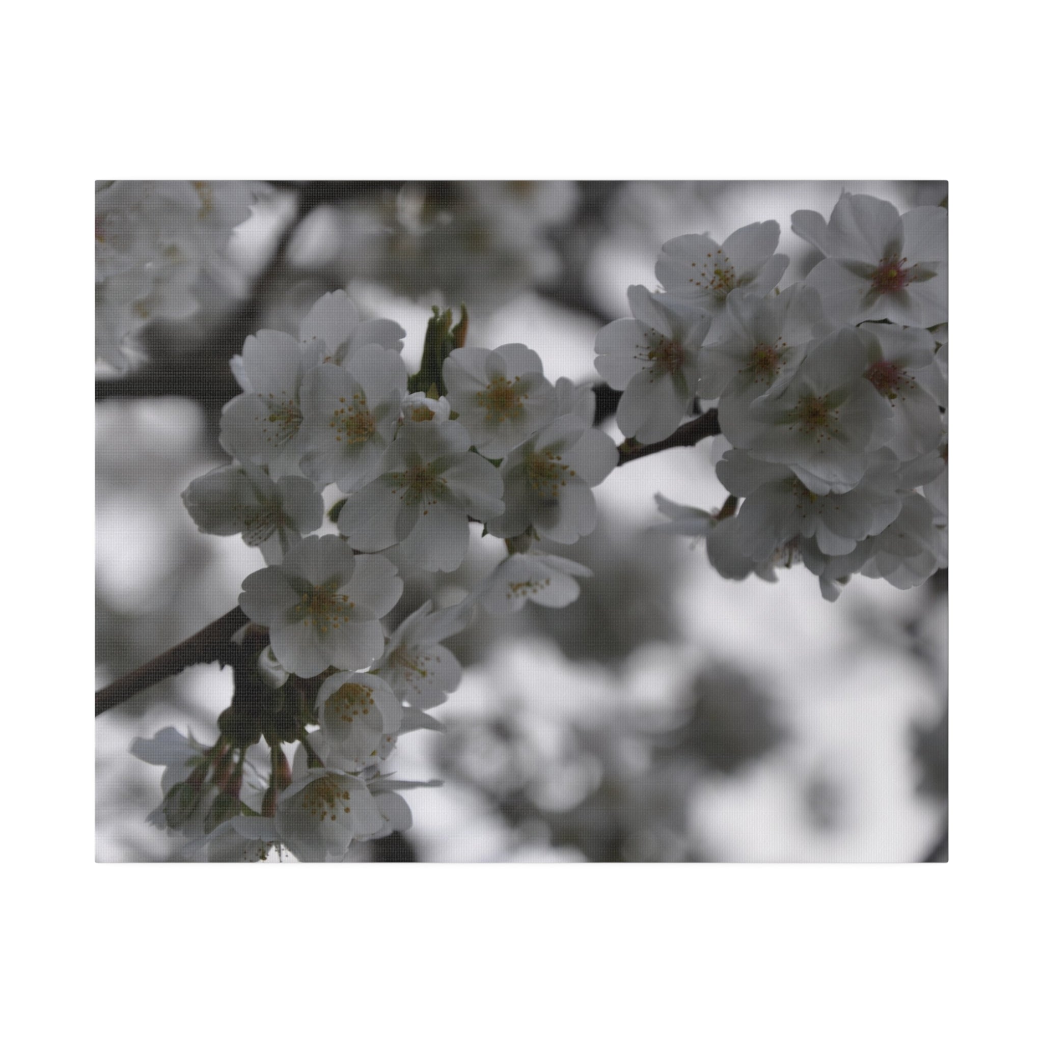 White Tree Blossom Canvas Print - The Trio Synergize Group