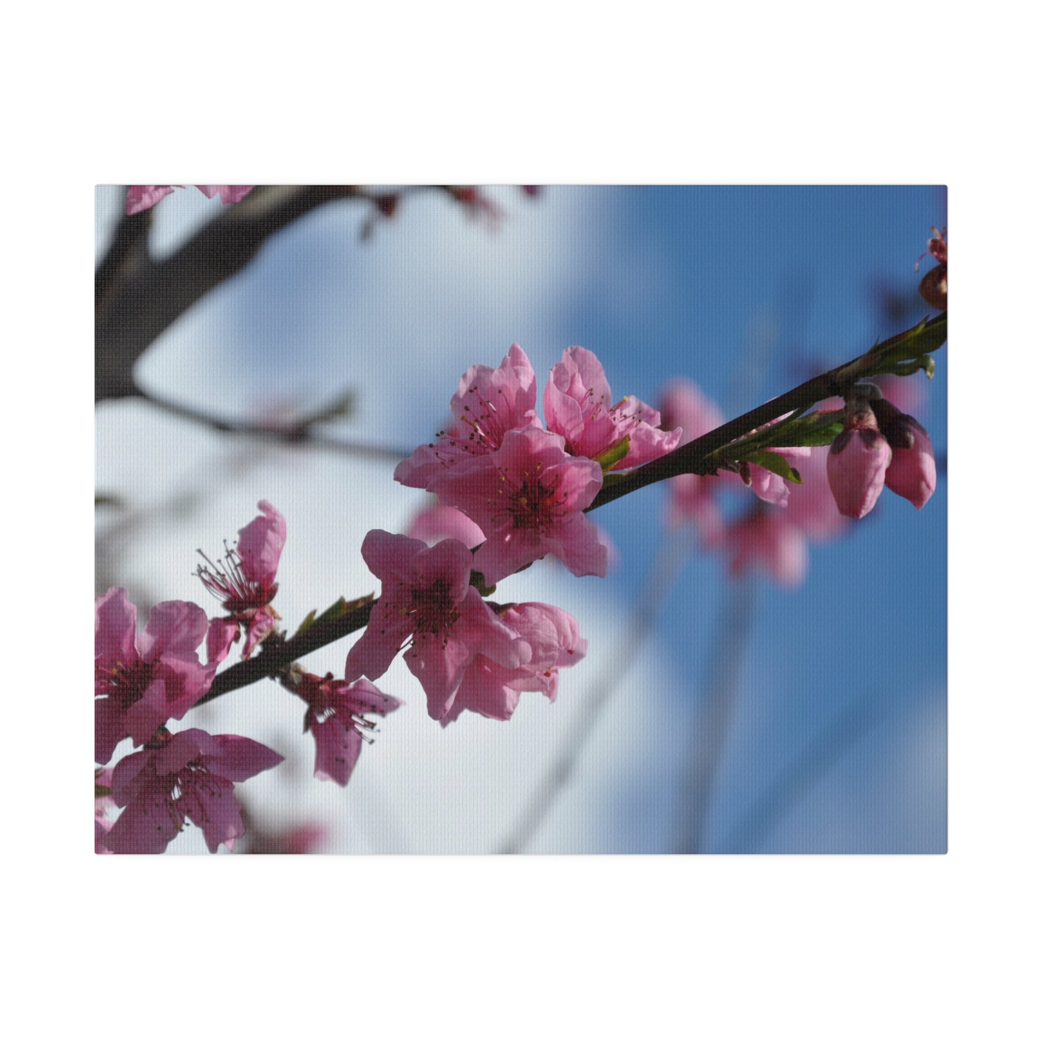 Pink Tree Blossom In A line With Blurred Sky & Clouds Canvas - The Trio Synergize Group