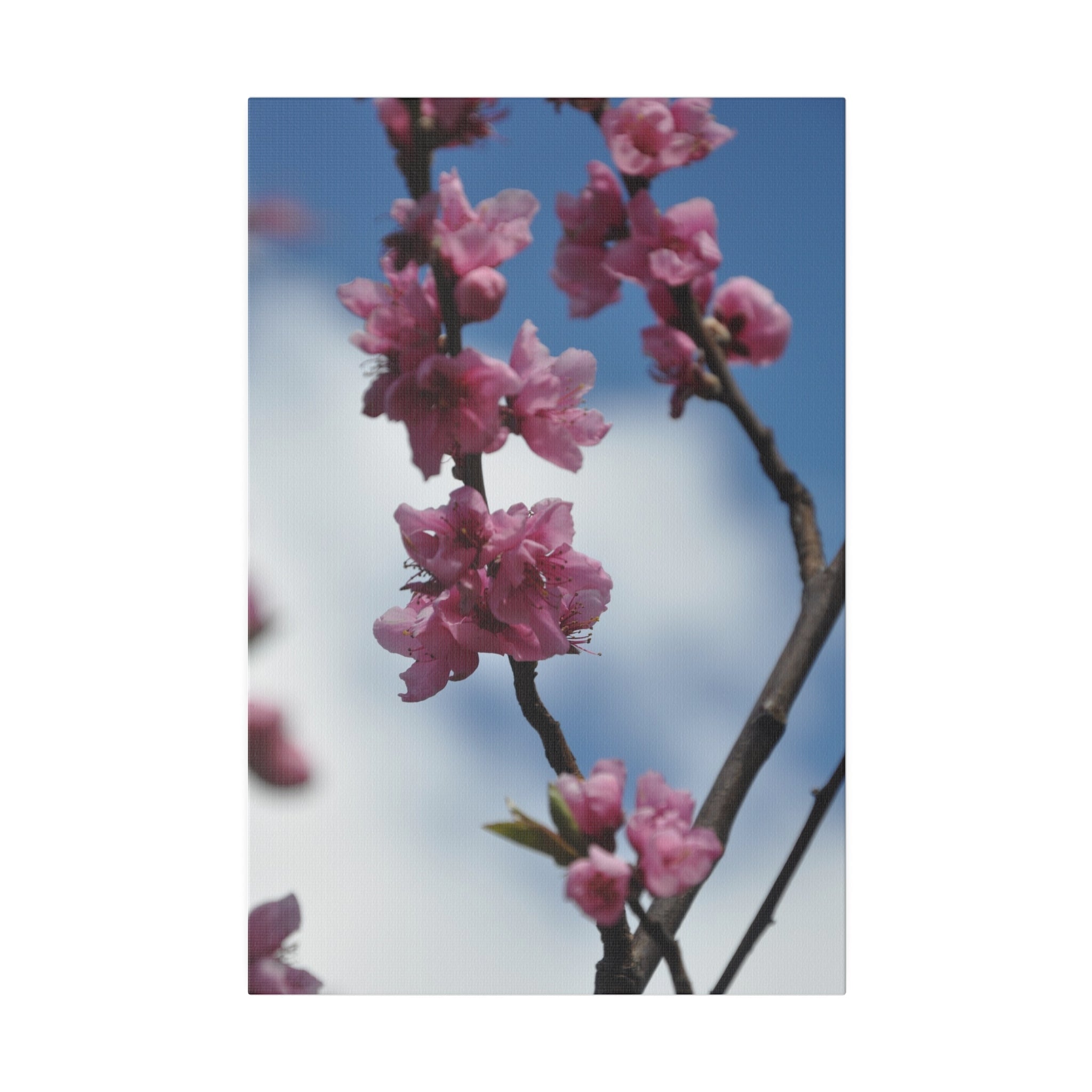 Pink Tree Blossom Blurred Sky & Clouds Canvas - The Trio Synergize Group