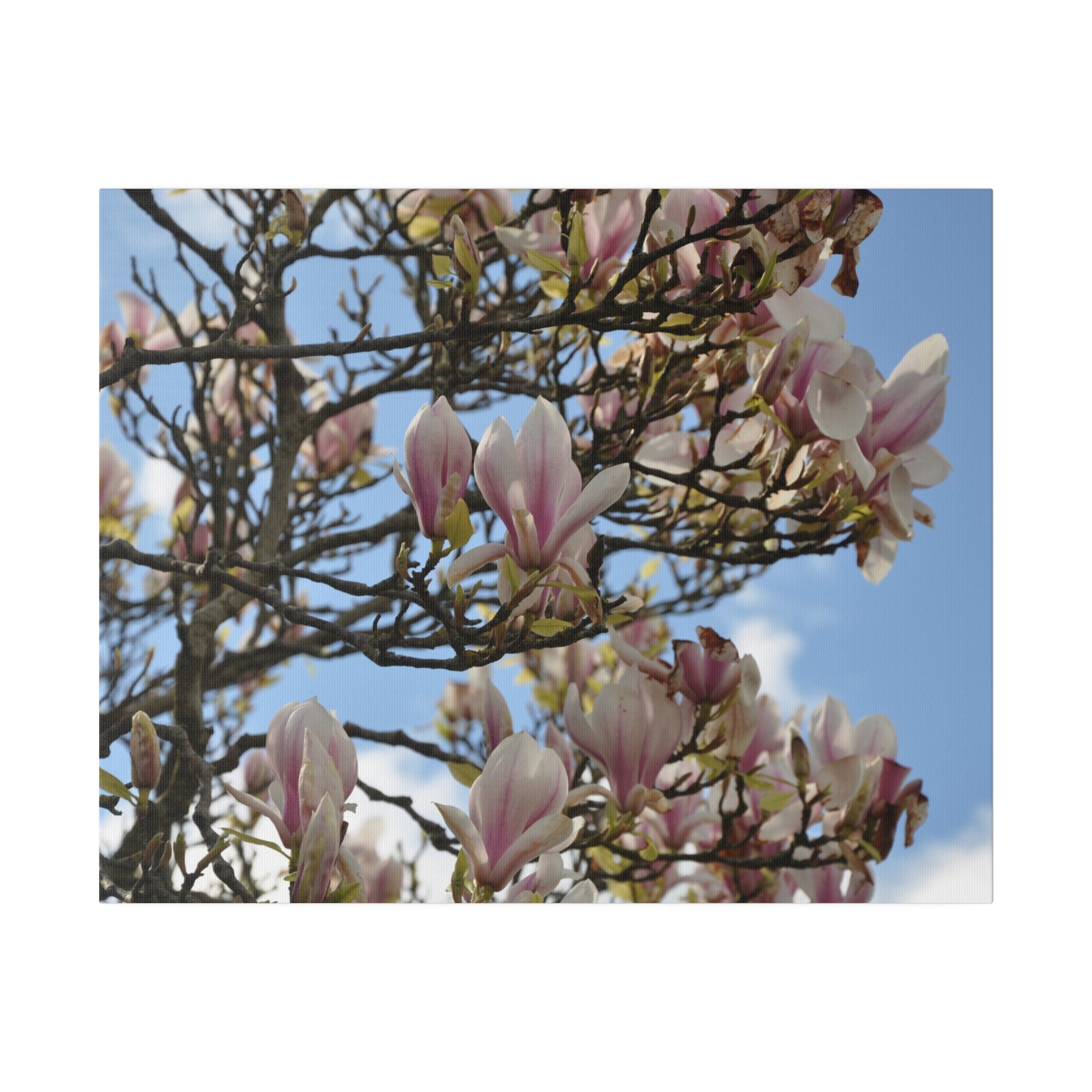Pink & White Tree Blossom Sky & Clouds Canvas - The Trio Synergize Group