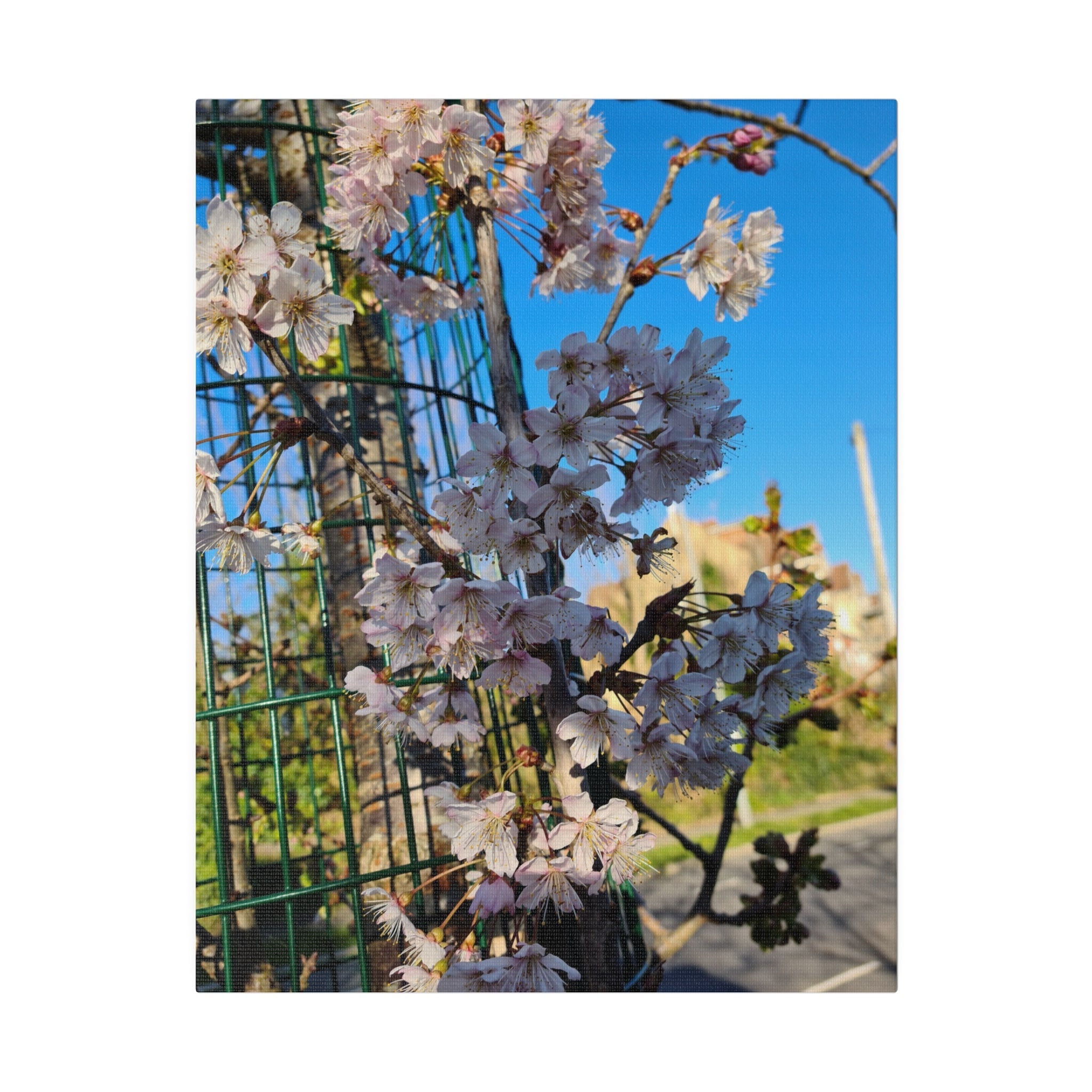 White Tree Blossom With A Blurred Background Canvas - The Trio Synergize Group