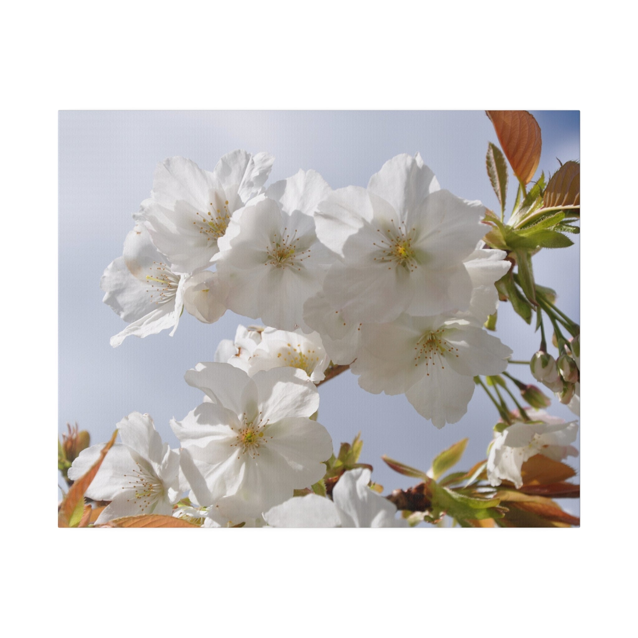 Beautiful White Tree Blossom Close Up Canvas - The Trio Synergize Group