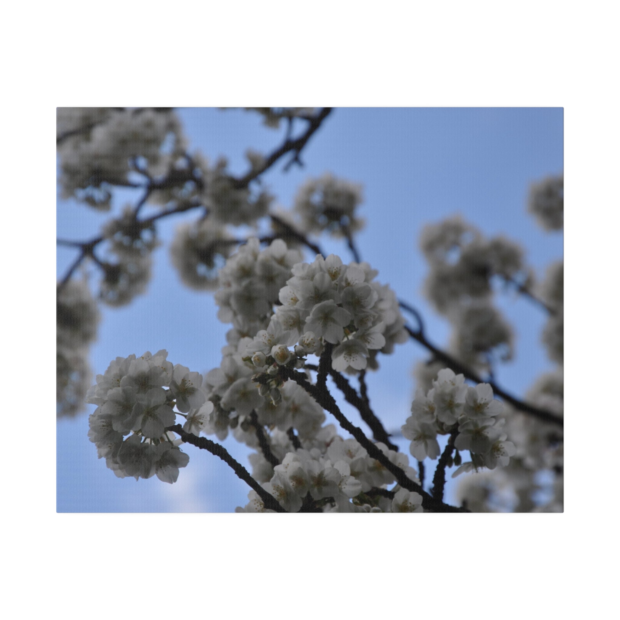 White Tree Blossom With Blue Sky Canvas - The Trio Synergize Group