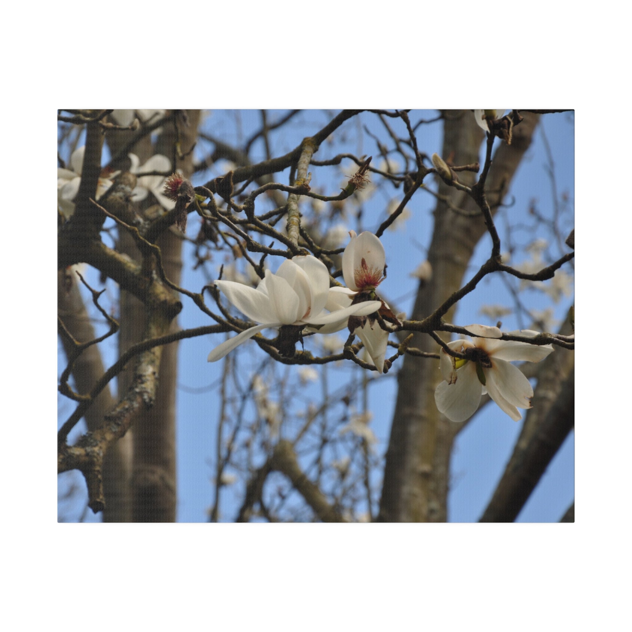 White Tree Blossom Sky Through Branches Canvas - The Trio Synergize Group