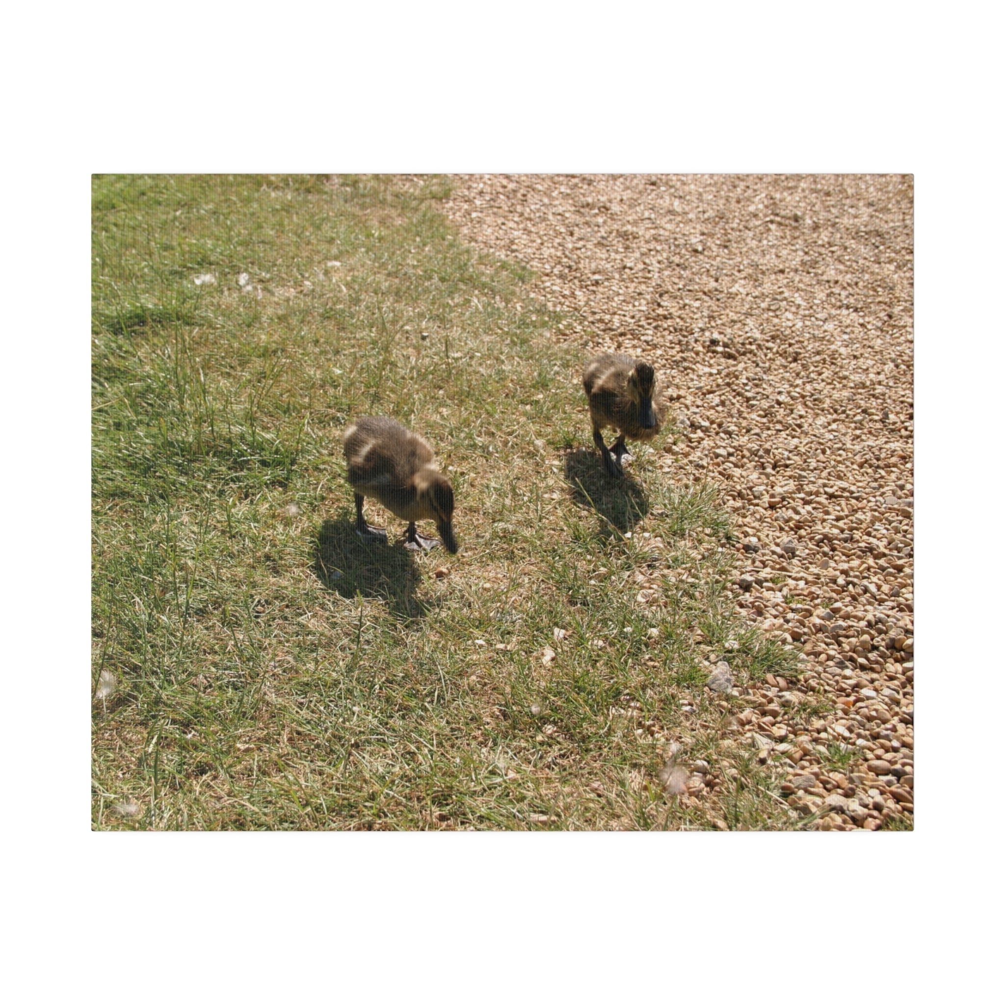 Two Ducklings Waddling Forward Canvas - The Trio Synergize Group