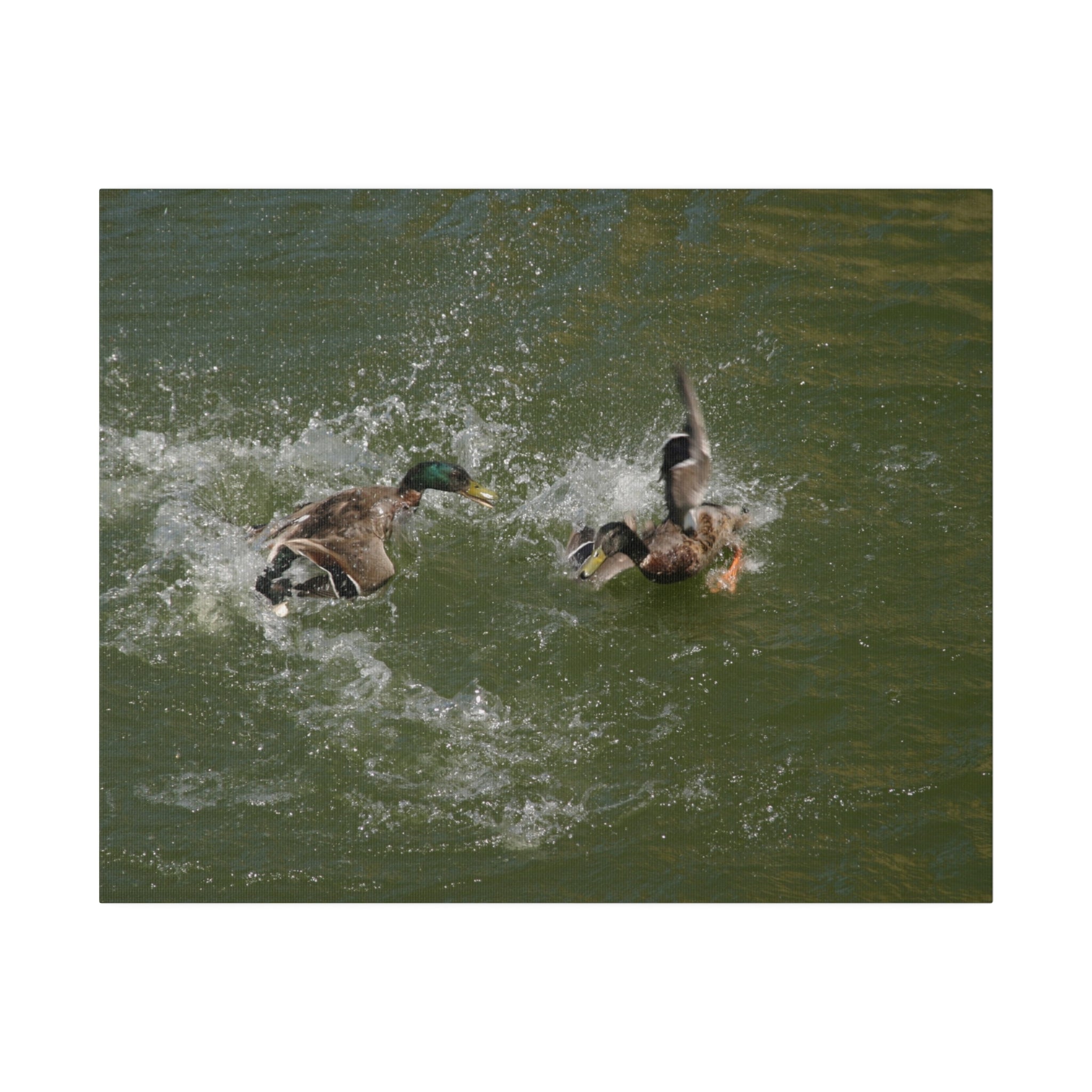 Two Male Ducks Fighting In Water And Splashing Canvas - The Trio Synergize Group