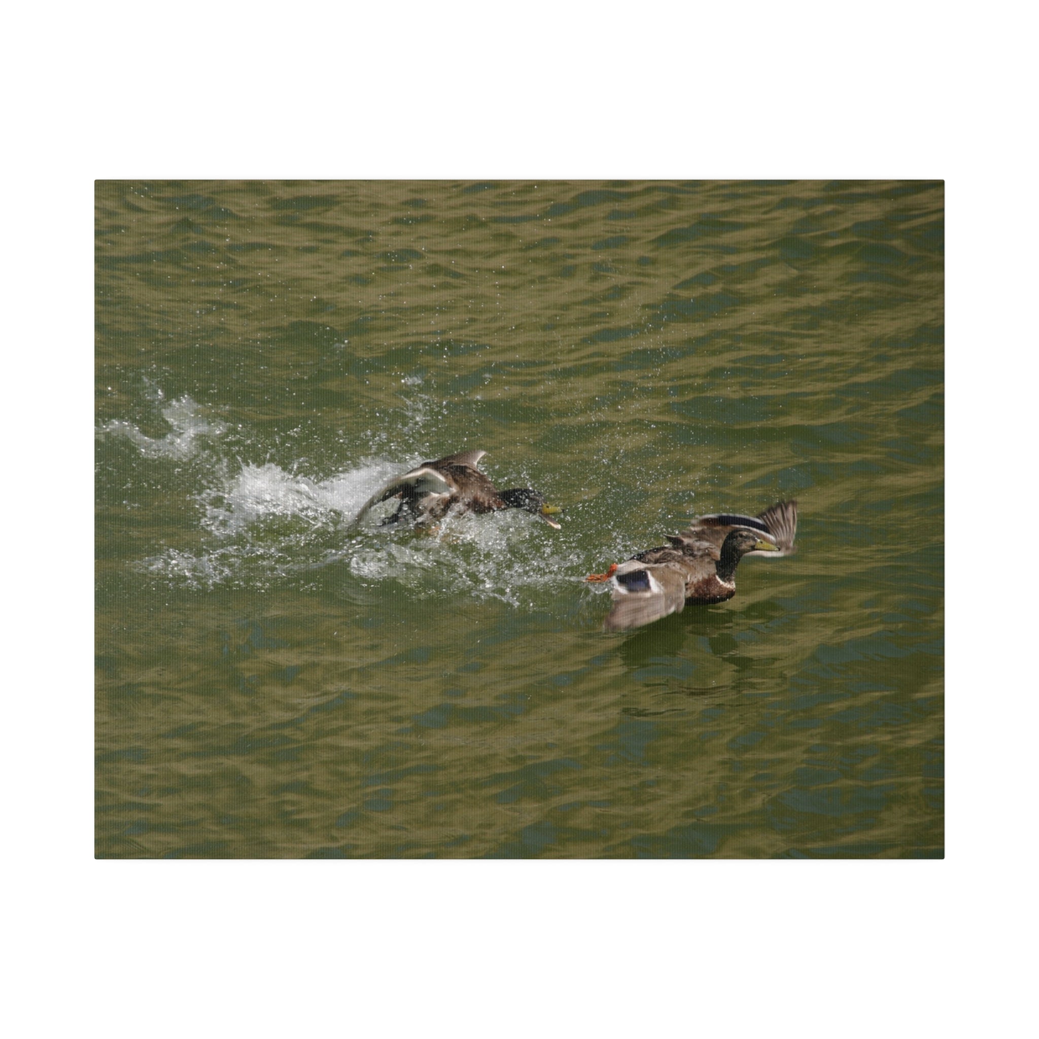Two Male Ducks Fighting With One Swimming Away Canvas - The Trio Synergize Group