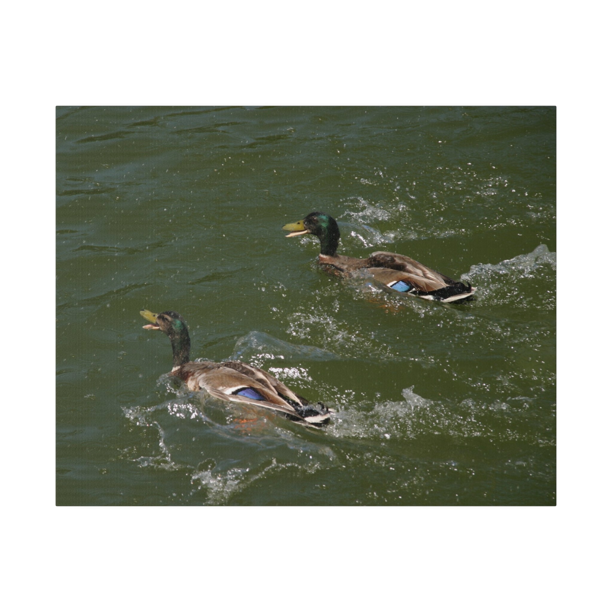 Two Male Ducks On Water Swimming Canvas - The Trio Synergize Group