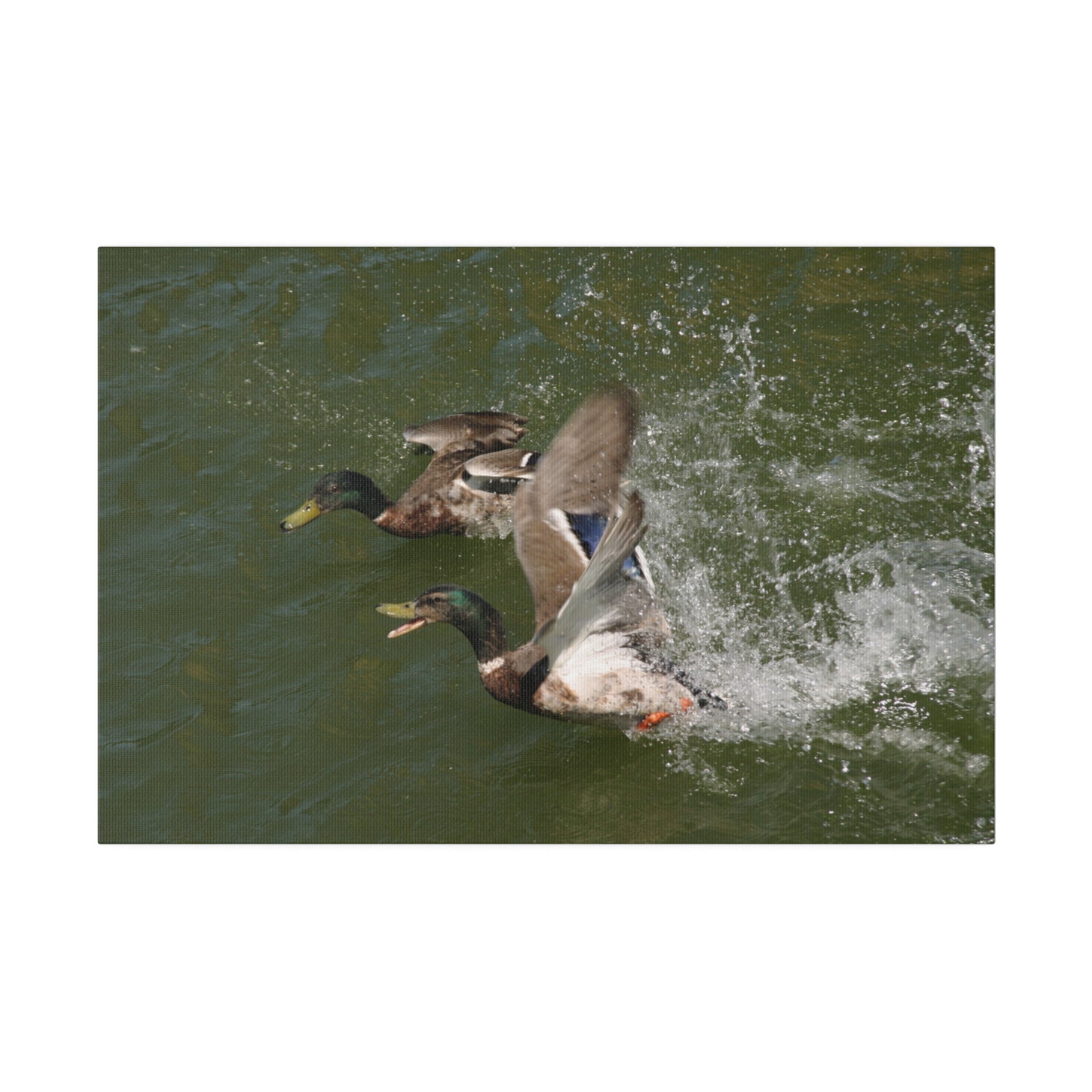 Two Male Ducks On Water Taking Off Canvas - The Trio Synergize Group