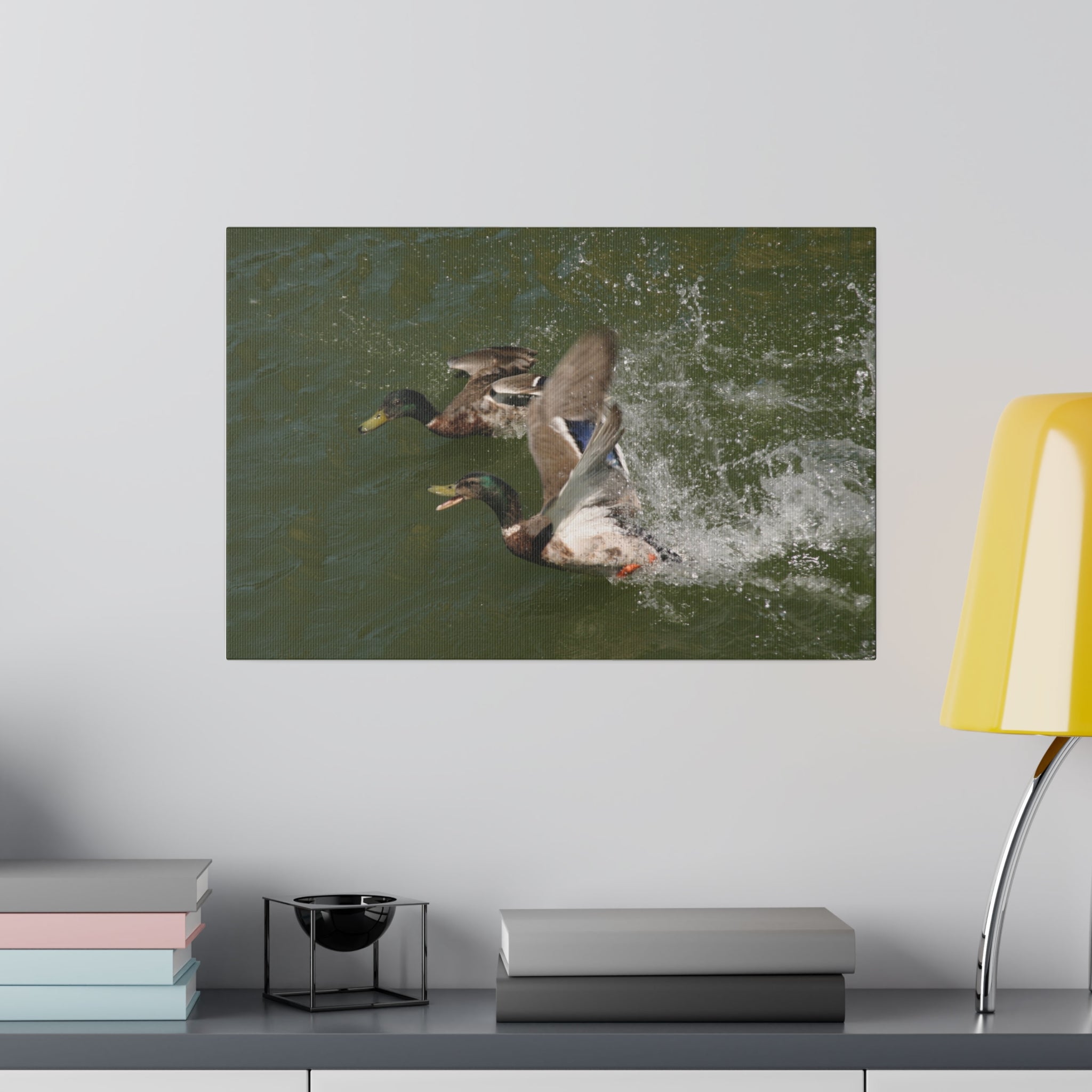 Two Male Ducks On Water Taking Off Canvas - The Trio Synergize Group
