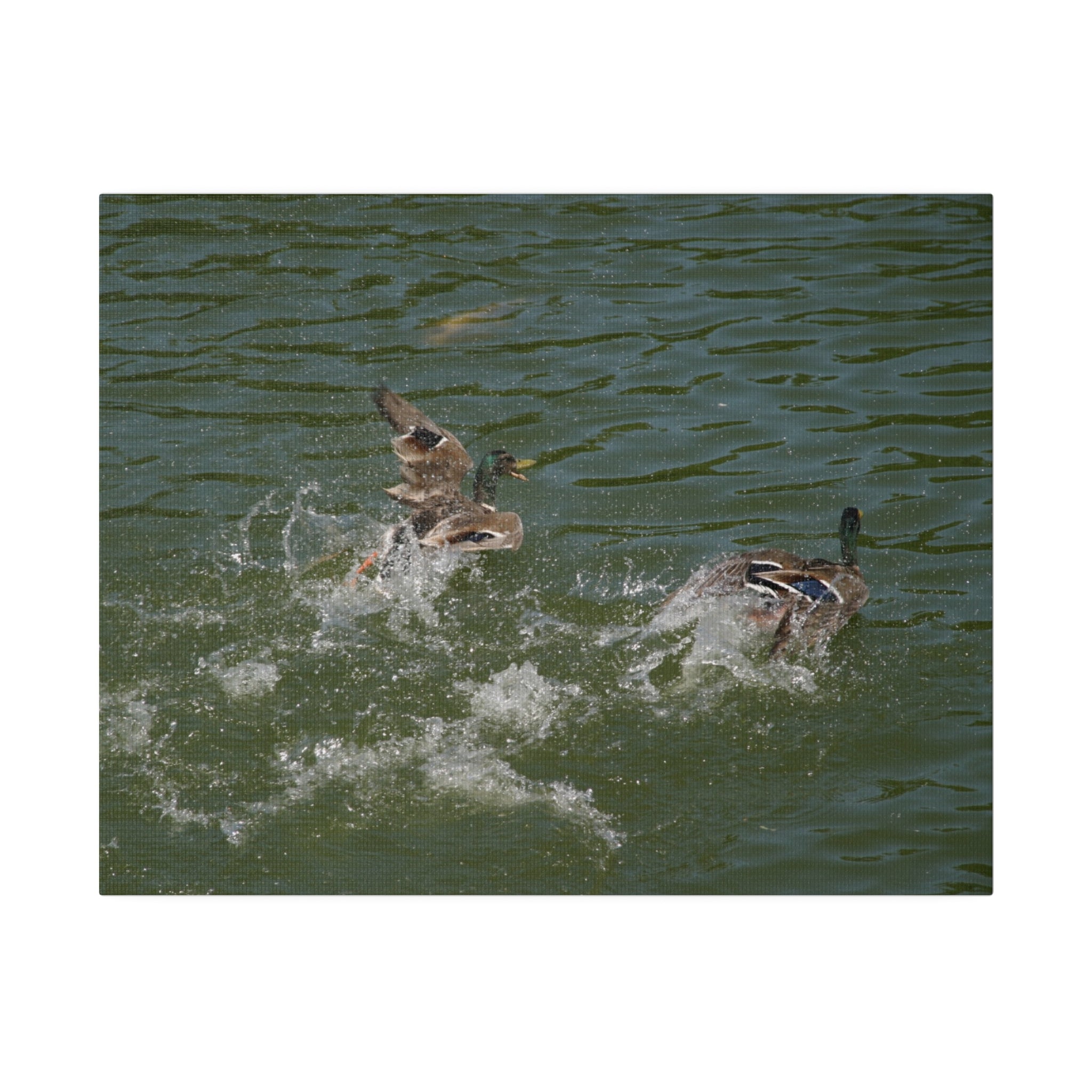 Two Male Ducks On Water Taking Off On The Left Canvas - The Trio Synergize Group