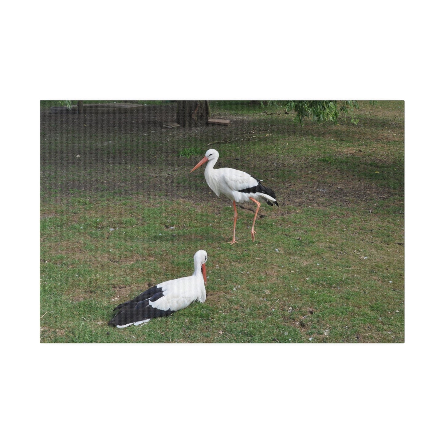 Two White Stork's, Matte Canvas, Stretched, 0.75" - The Trio Synergize Group