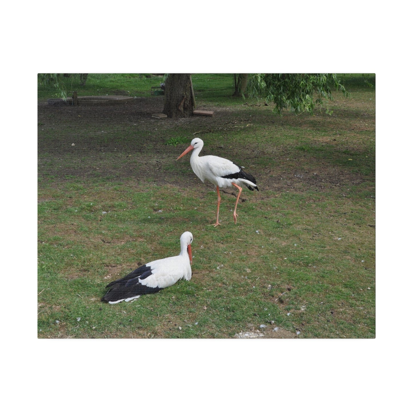 Two White Stork's, Matte Canvas, Stretched, 0.75" - The Trio Synergize Group