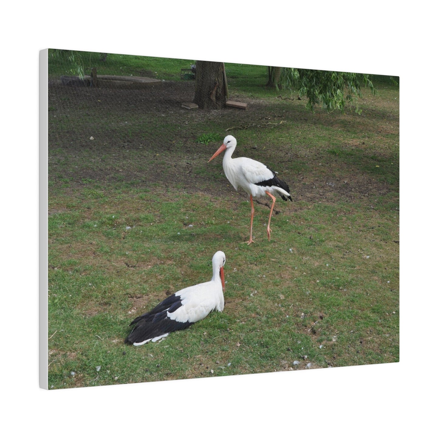 Two White Stork's, Matte Canvas, Stretched, 0.75" - The Trio Synergize Group