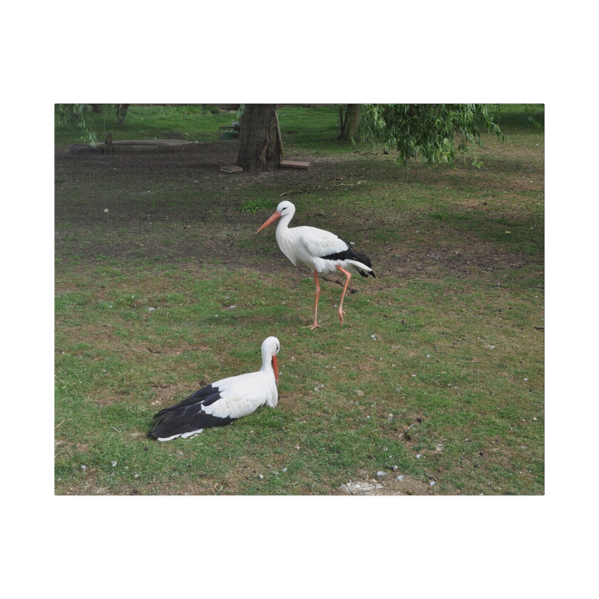 Two White Storks With One Sitting Canvas - The Trio Synergize Group