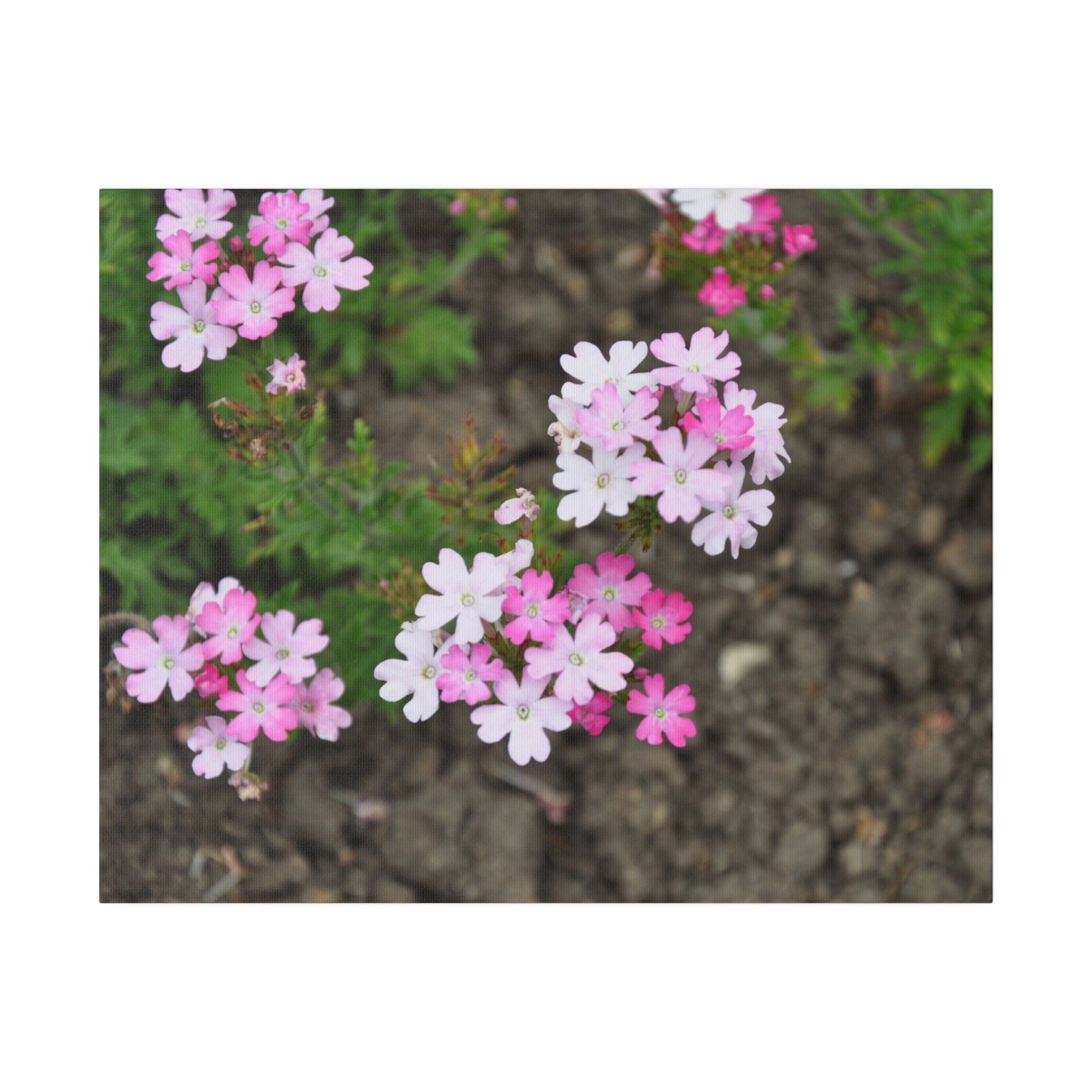 Verbena Aztec Pink Flowers Canvas - The Trio Synergize Group