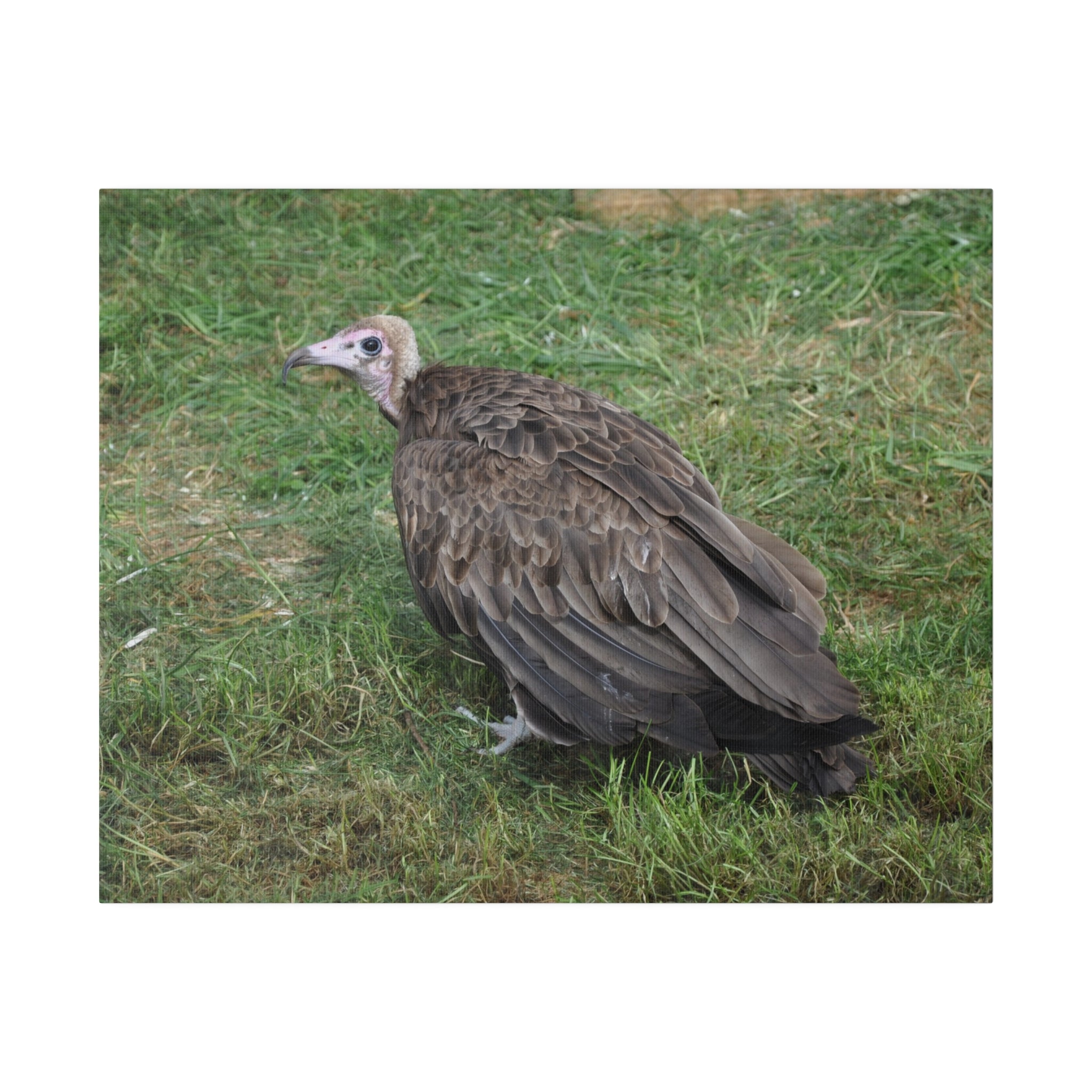 Vulture Bird Looking Left Canvas - The Trio Synergize Group